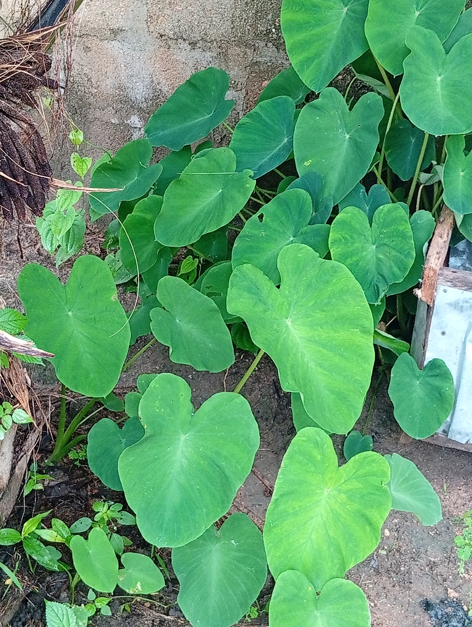 The image depicts a close-up view of a cluster of large, heart-shaped, green taro leaves growing outdoors. The leaves are vibrant and appear healthy, with visible veins. The ground beneath the plants is a mixture of dark soil and some scattered organic debris. In the background, a textured concrete wall is visible. To the right of the taro plants, a wooden structure with a metal corner is partially visible, along with some lighter-colored material. The overall scene suggests a natural, possibly cultivated, environment in an urban setting. The image does not contain any people or animals, nor does it depict any specific actions or interactions.