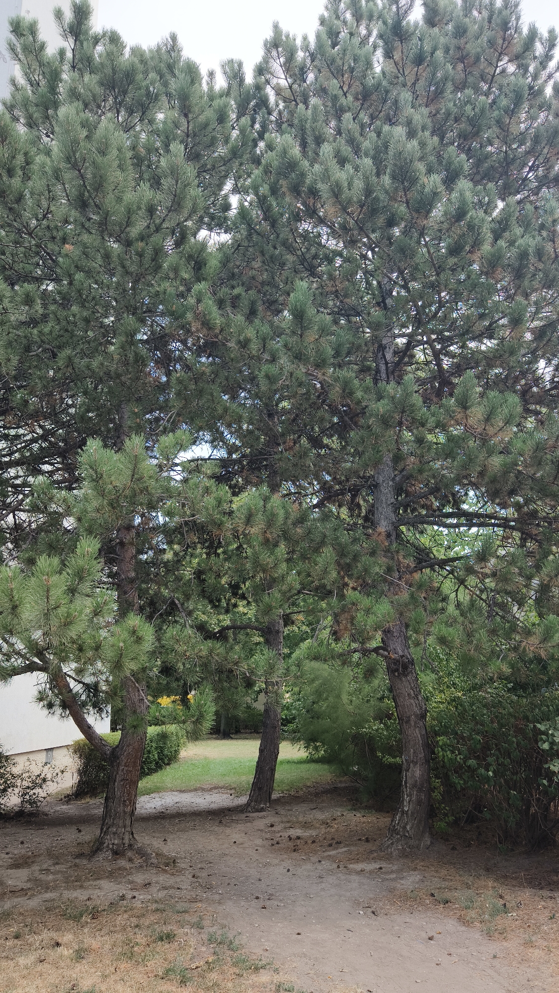The image depicts a natural outdoor scene with several pine trees dominating the foreground and midground. The trees have dense green foliage and rough bark. The ground is covered with dry grass, dirt, and pine cones, indicating a somewhat dry or arid environment. A path or trail winds through the scene, suggesting it is a park or natural area. In the background, there is a glimpse of a green grassy area and lush vegetation. The sky is overcast or a pale white, as seen through the branches. The overall impression is one of a serene, natural setting within an urban landscape. This scene is located in Vienna, Austria.