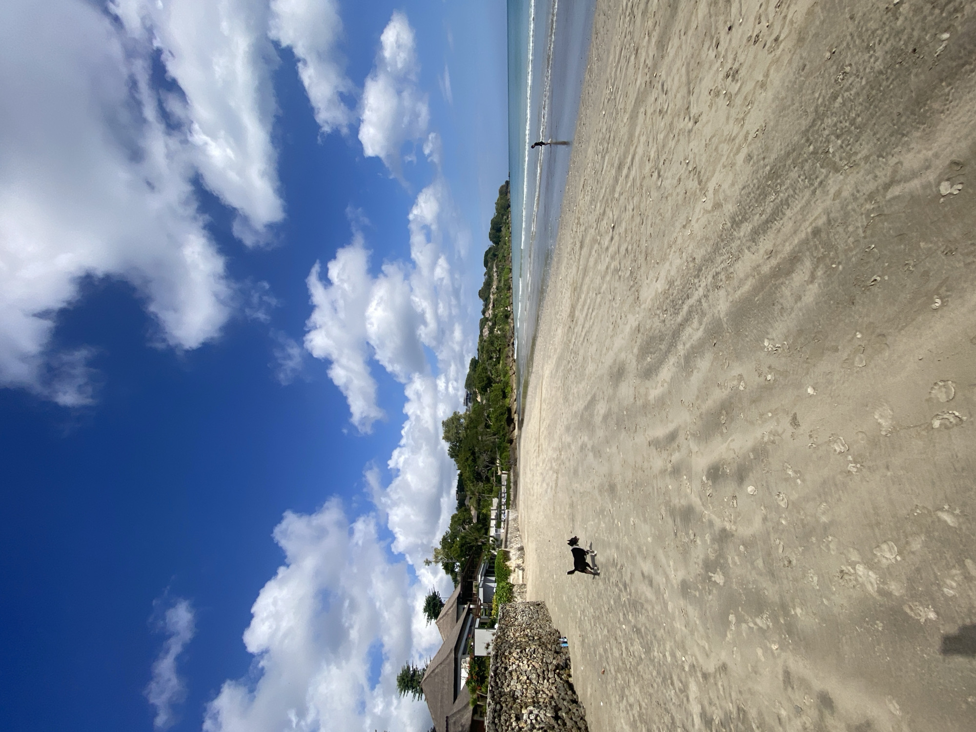 The image depicts a beach scene in Kuta Selatan, Indonesia. The sand is a light beige color with visible tire tracks and footprints. A black and white dog is standing on the sand in the foreground, facing left. In the middle ground, a person is walking near the water's edge. The ocean is calm with small waves lapping the shore. The background features a treeline and buildings with thatched roofs, indicative of a tropical resort. The sky is a vibrant blue, dotted with fluffy white clouds. A stone wall runs along the left side of the beach, bordering the buildings.