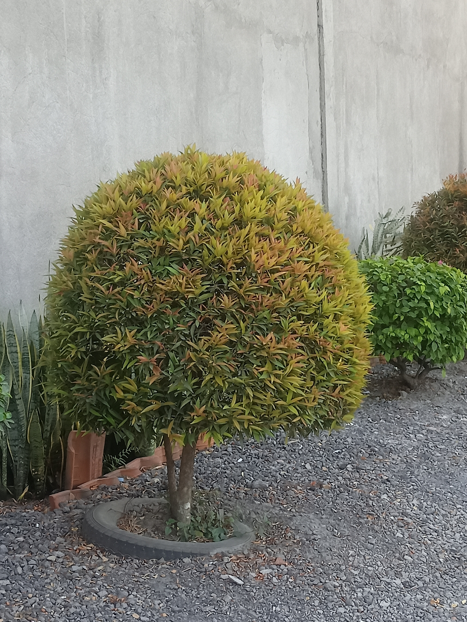 In Mojorejo, Indonesia, a rounded, ornamental tree with yellow and red leaves is the central focus, situated on a bed of grey gravel. The tree's base is encircled by a worn tire, indicating a repurposed landscaping element. Behind the tree, a textured, light grey concrete wall serves as a backdrop. To the left of the main tree, several snake plants stand tall, their striped leaves adding a different texture to the scene. Further to the right, another rounded bush with dark green leaves and a small, multi-branched tree are visible, partially obscured by the main tree. The overall environment suggests an outdoor setting, possibly a garden or a well-maintained yard in Mojorejo.