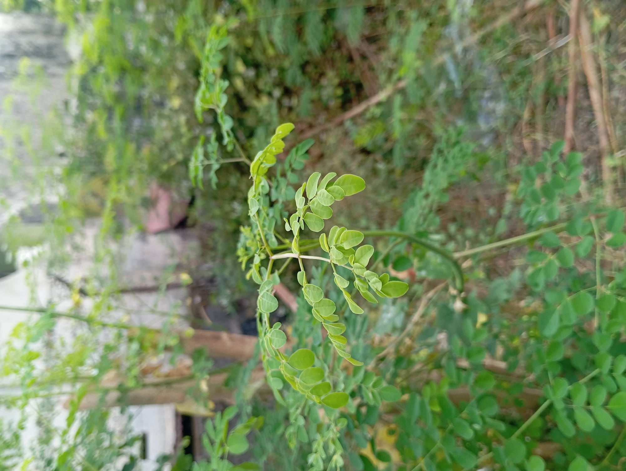 The image is a close-up, eye-level shot of a moringa tree branch with small, oval, light green leaves. The branch is slightly angled upwards and to the right, with the leaves clustered together. The background is blurred, showing more greenery, tree trunks, and what appears to be a building. The lighting is soft and diffused, suggesting an overcast day or the shade of a larger tree. There are no people or animals visible in the image. The scene is set outdoors in a natural or semi-natural environment, possibly a garden or yard. The location is identified as Pandaan, Indonesia.