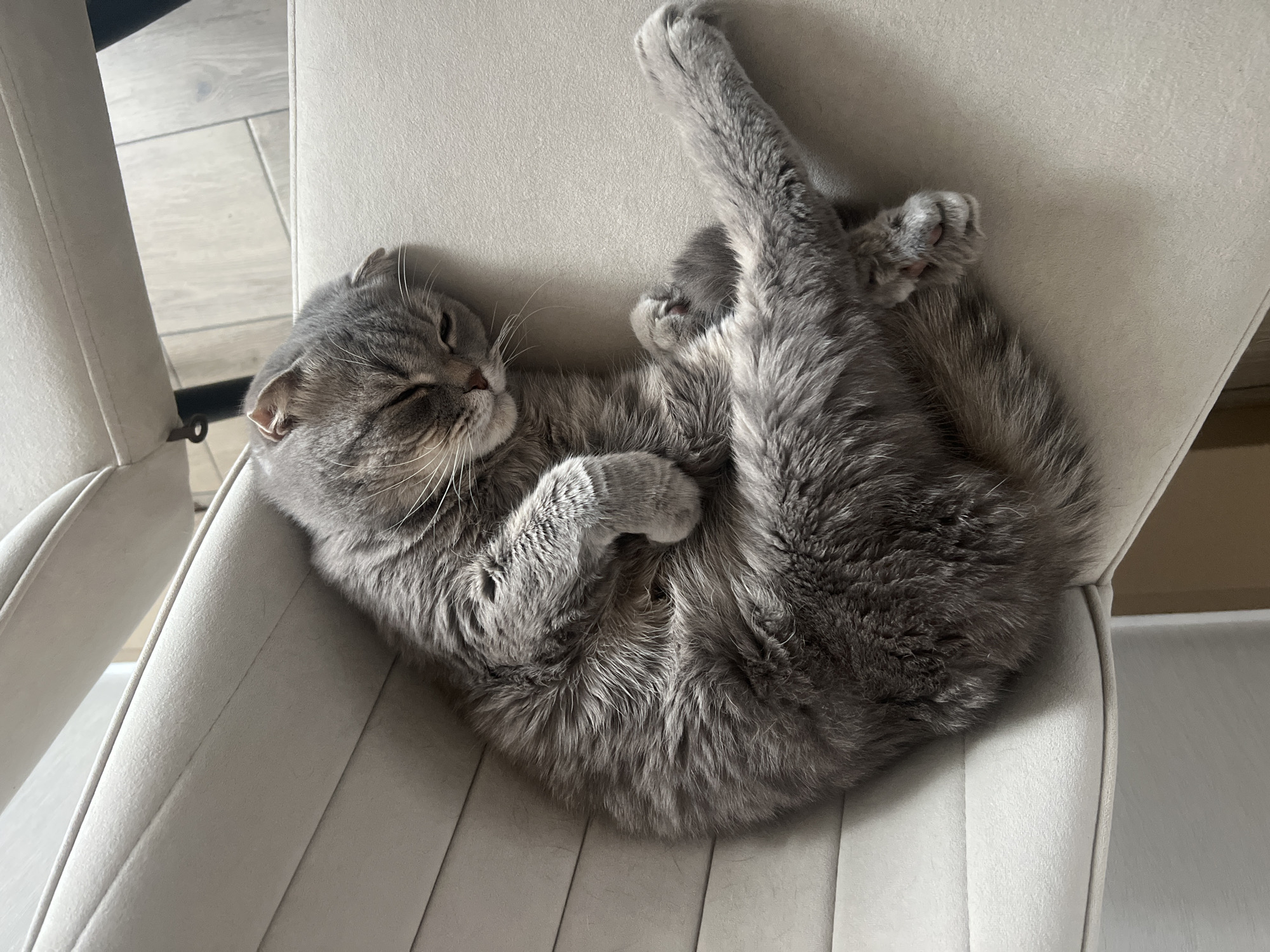 A gray Scottish Fold cat is curled up asleep on a beige chair. The chair is likely indoors. The specific location of Votkinsk, Russia, cannot be determined from the image alone.