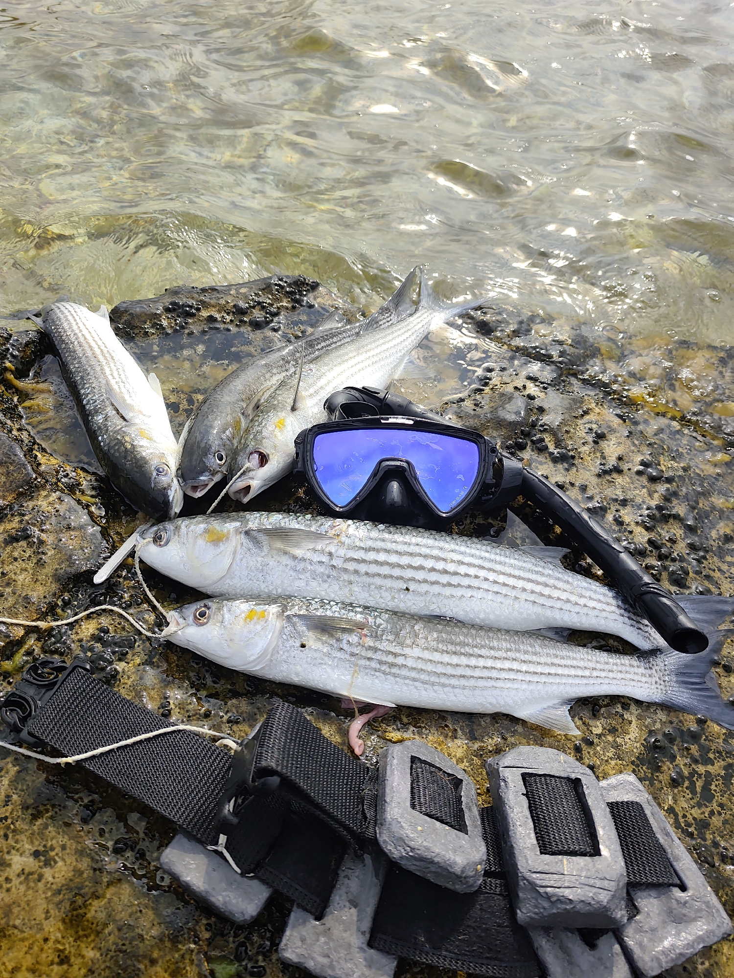 A close-up, eye-level shot shows a collection of five freshly caught fish laid out on wet, rocky shoreline near the water's edge. The fish, appearing to be mullet, are silver with dark horizontal stripes. They are arranged in two rows, with three fish in the back and two in the front. A black dive mask with blue lenses and a snorkel lie on top of the back row of fish. In the foreground, a weight belt with several lead weights is partially visible. The water is clear and calm, with sunlight reflecting off its surface. The scene appears to be located in Aqshuqyr, Kazakhstan, a coastal town known for its fishing industry.
