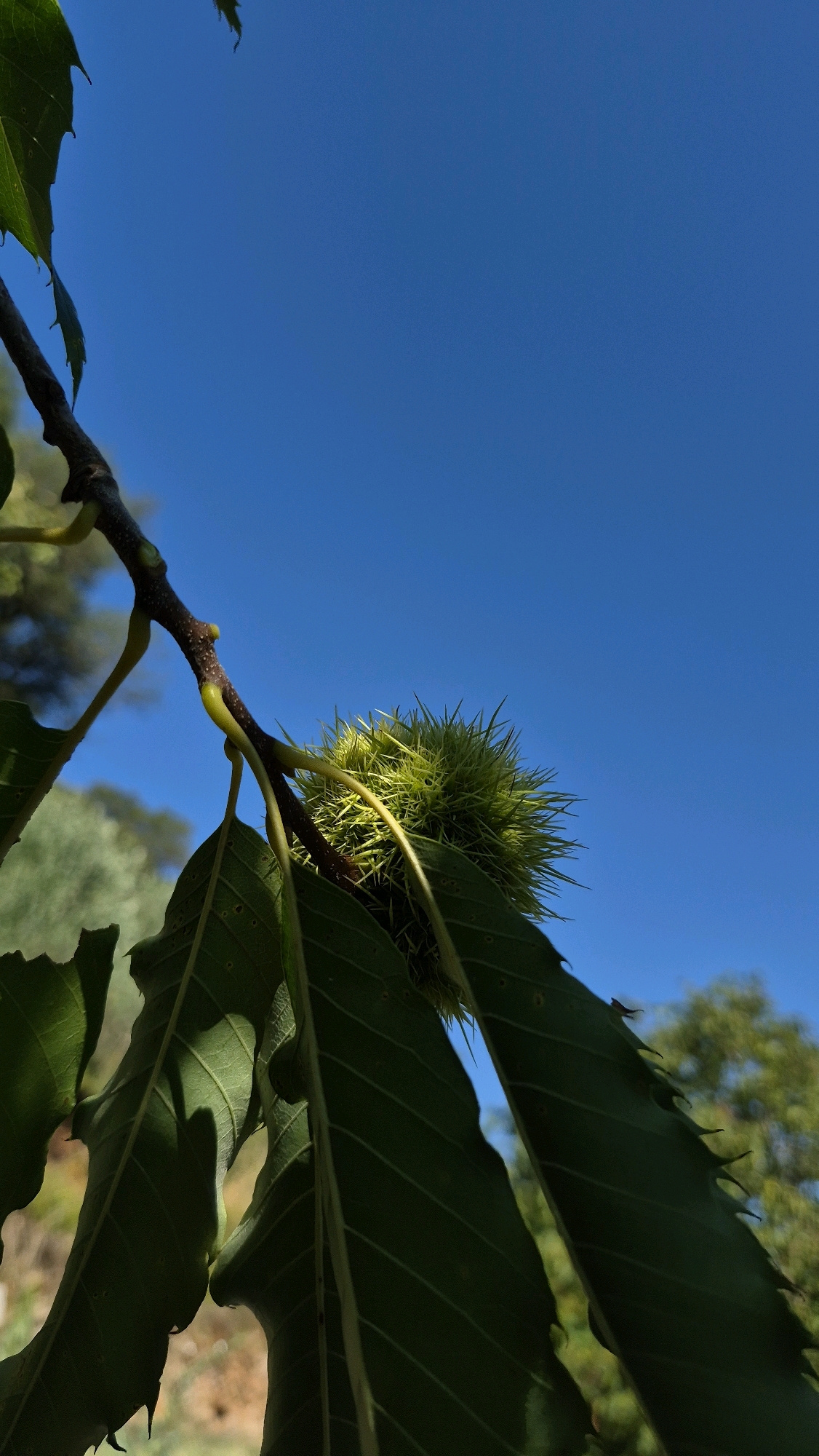 An upward-facing, close-up, medium shot captures a spiky, green chestnut burr hanging from a tree branch against a clear, bright blue sky. The burr is in focus, with its many needle-like spines clearly visible. Two large, dark green leaves with serrated edges are in the foreground, partially obscuring the branch and the burr. Sunlight highlights the leaves and casts shadows. In the blurred background, out-of-focus foliage and hints of earthy tones suggest an outdoor, natural environment. The image is shot with a shallow depth of field, isolating the chestnut burr and leaves.