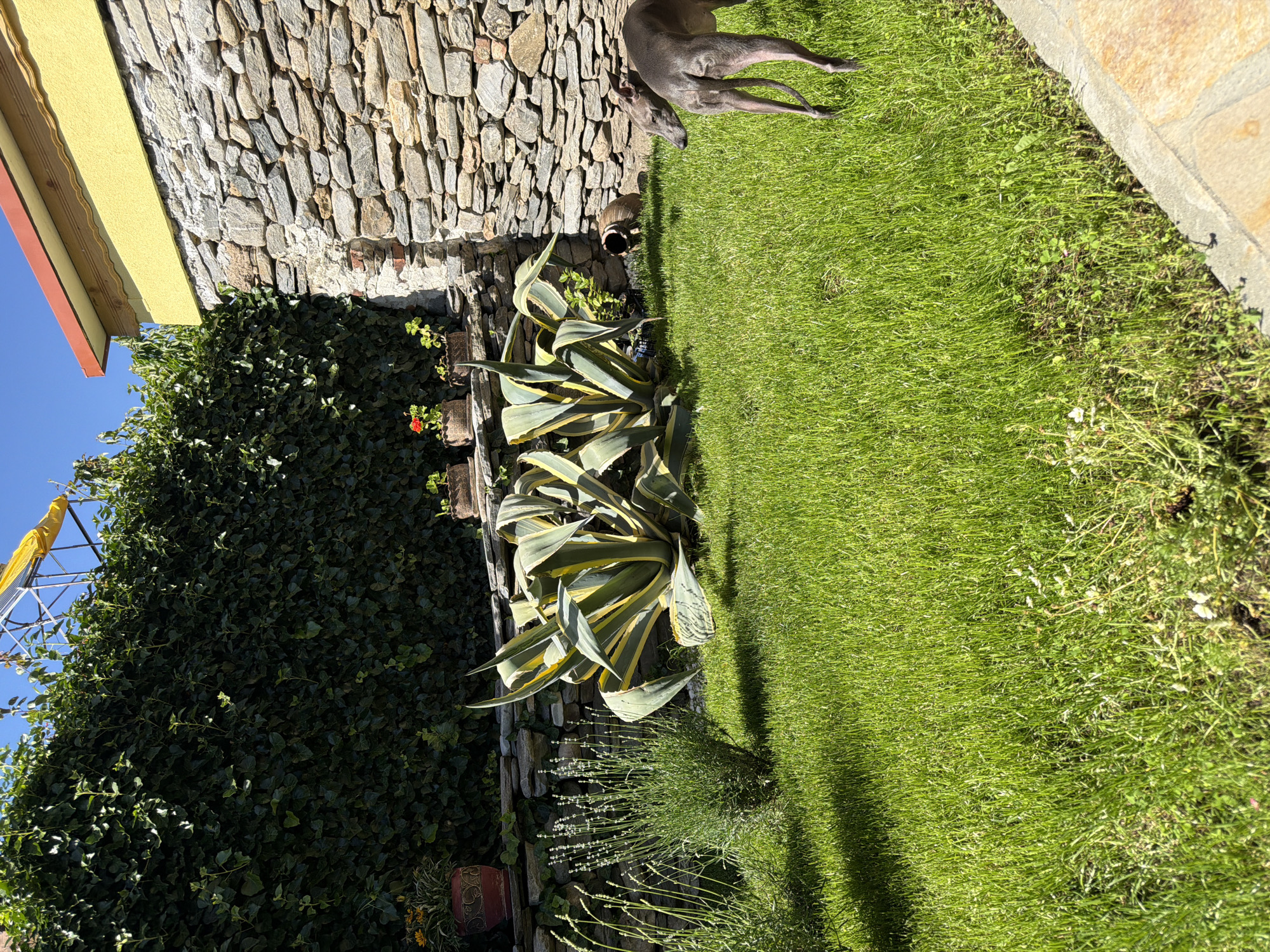 The image depicts a garden or yard, likely a residential space. The foreground features a well-maintained lawn that transitions towards the right edge into more natural vegetation. A patch of agave plants with distinctive yellow-striped leaves stands out against a stone wall backdrop. A darker green ivy-covered wall is also visible, obscuring part of the scene. In the upper part of the image, a portion of a grey dog is visible lying on the grass. The scene appears to be outdoors during daylight hours. The specific location within the city of Unknown, Unknown cannot be determined from the given image.
