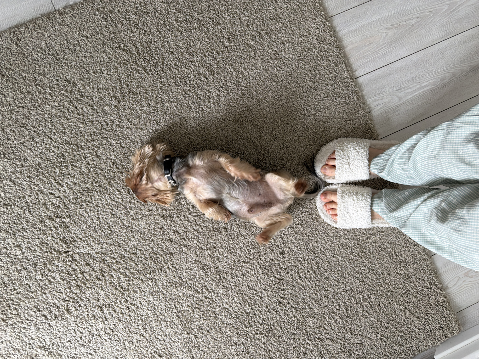 The image shows a small brown dog lying on its back on a beige carpet. A person's legs are visible next to the dog, wearing white furry slippers and light blue and white striped pajamas. The scene appears to be indoors, with a section of light gray hardwood flooring visible on the right side of the frame. The location is unknown, and the city of Rossiyskiy, Russia, is not determinable from the image.