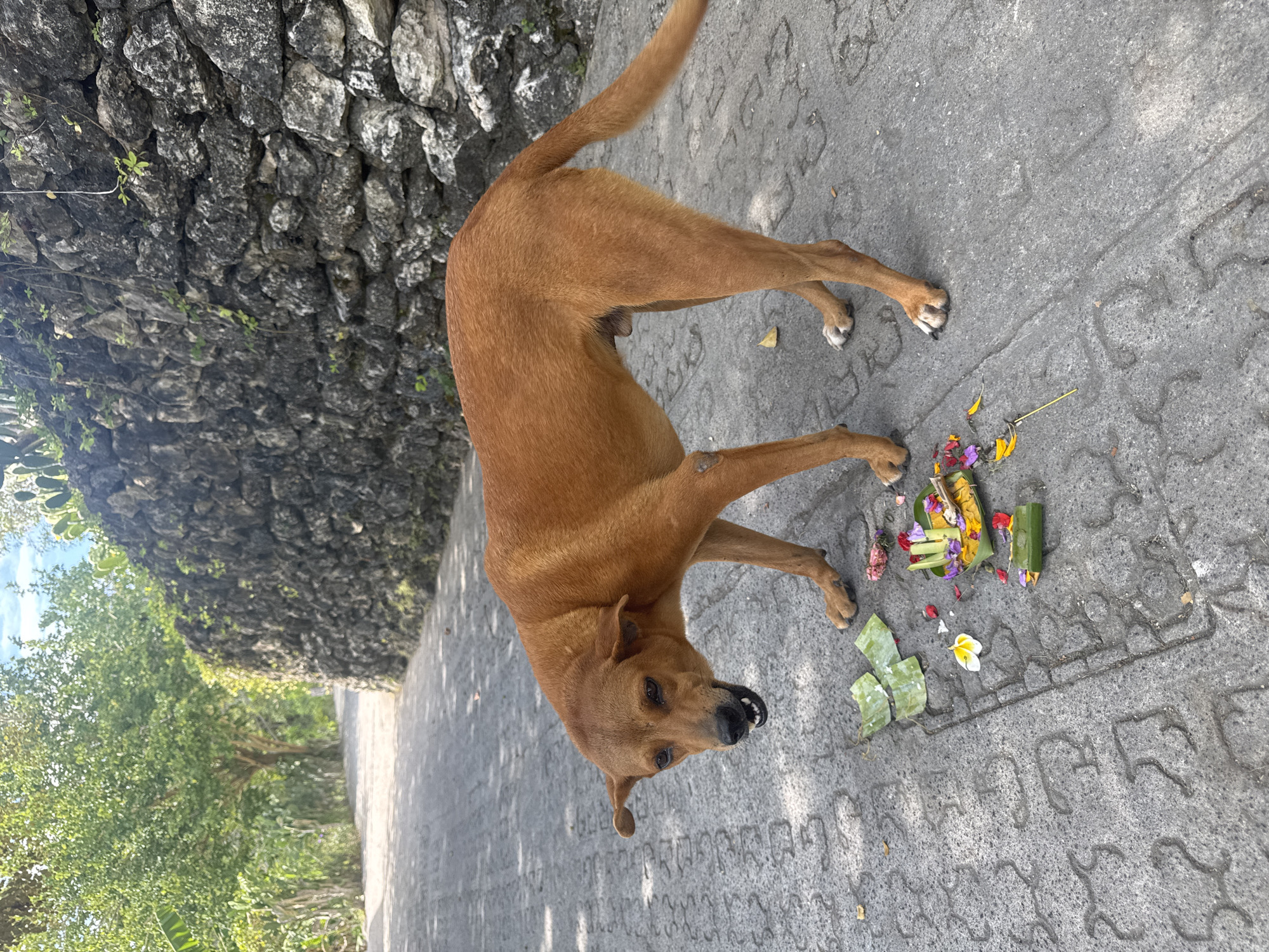 A tan dog with its mouth open stands on a paved path in Nusa Penida, Indonesia. The dog is positioned in the center of the frame, facing slightly left, with its head turned towards the viewer. In front of the dog are several offerings made of green leaves, flowers, and what appear to be small pieces of food, placed on the ground. The path is textured with a repeating pattern of raised indentations. To the right of the path, a rough stone wall forms a backdrop, partially covered in greenery. Trees and foliage are visible in the background, suggesting an outdoor setting. The sky is partly cloudy.