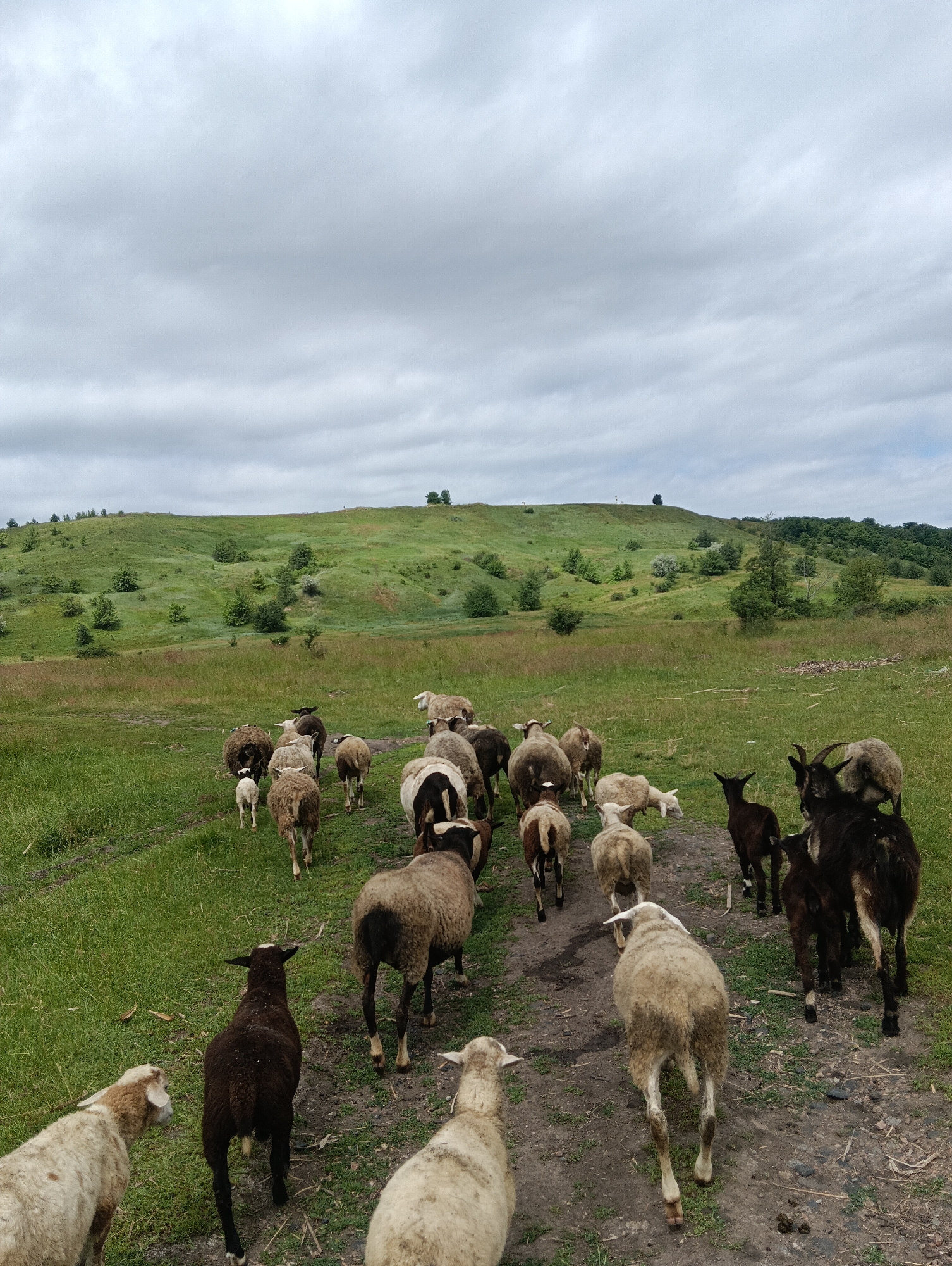 A flock of sheep walks along a dirt path through a grassy field. The sheep are of various colors including white, black, and brown. Some are facing away from the camera, while others are walking towards it. In the background, a rolling green hill is visible with scattered trees. The sky is overcast with gray clouds. The scene appears to be in a rural, natural setting.