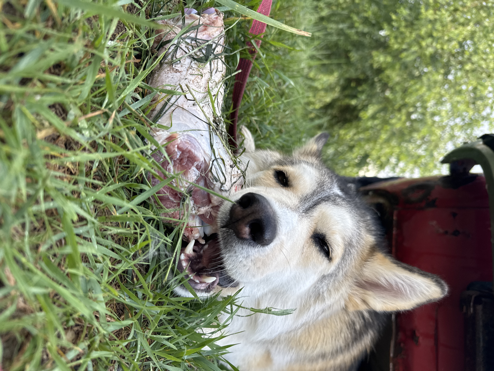 A Siberian Husky dog is lying on green grass, gnawing on a large piece of raw meat. The dog's mouth is open, revealing its teeth and tongue. Its eyes are partially closed, and its ears are perked up. A red leash is visible to the left of the dog. In the background, there are green trees and a red object, possibly a vehicle. The scene appears to be outdoors in a rural or suburban area. It is not possible to determine the specific location within the city of Noviy, Russia, based on the image alone.