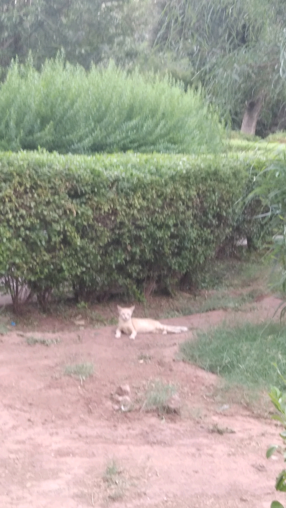 A light-colored cat rests on the dirt in front of a neatly trimmed, dense green hedge. The cat is lying down with its front paws extended. Behind the hedge, a line of taller, bushy green plants forms a backdrop, and beyond that, trees are visible. The ground is a reddish-brown dirt with sparse patches of grass. The overall scene appears to be outdoors in a garden or park setting. No specific landmarks or indicators suggest a location in Marrakesh, Morocco.
