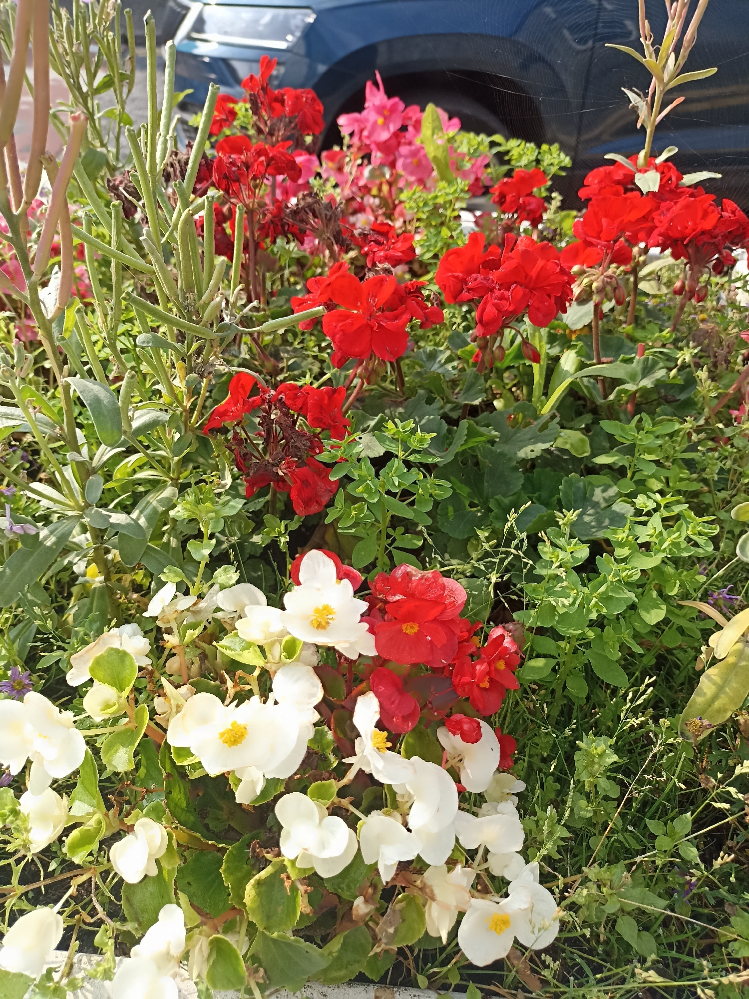 This is a close-up, eye-level, outdoor, daytime photograph of a flowerbed. The flowerbed contains an assortment of red and white begonia flowers and some pink flowers in the background. There are also some green leafy plants and thin, tall, dried seed pods. The background shows the side of a dark blue vehicle. A faint spiderweb is visible on the vehicle's surface. The scene appears to be located in a garden or public space in Oughterard, Ireland, given the context provided. There are no people or animals in the image.