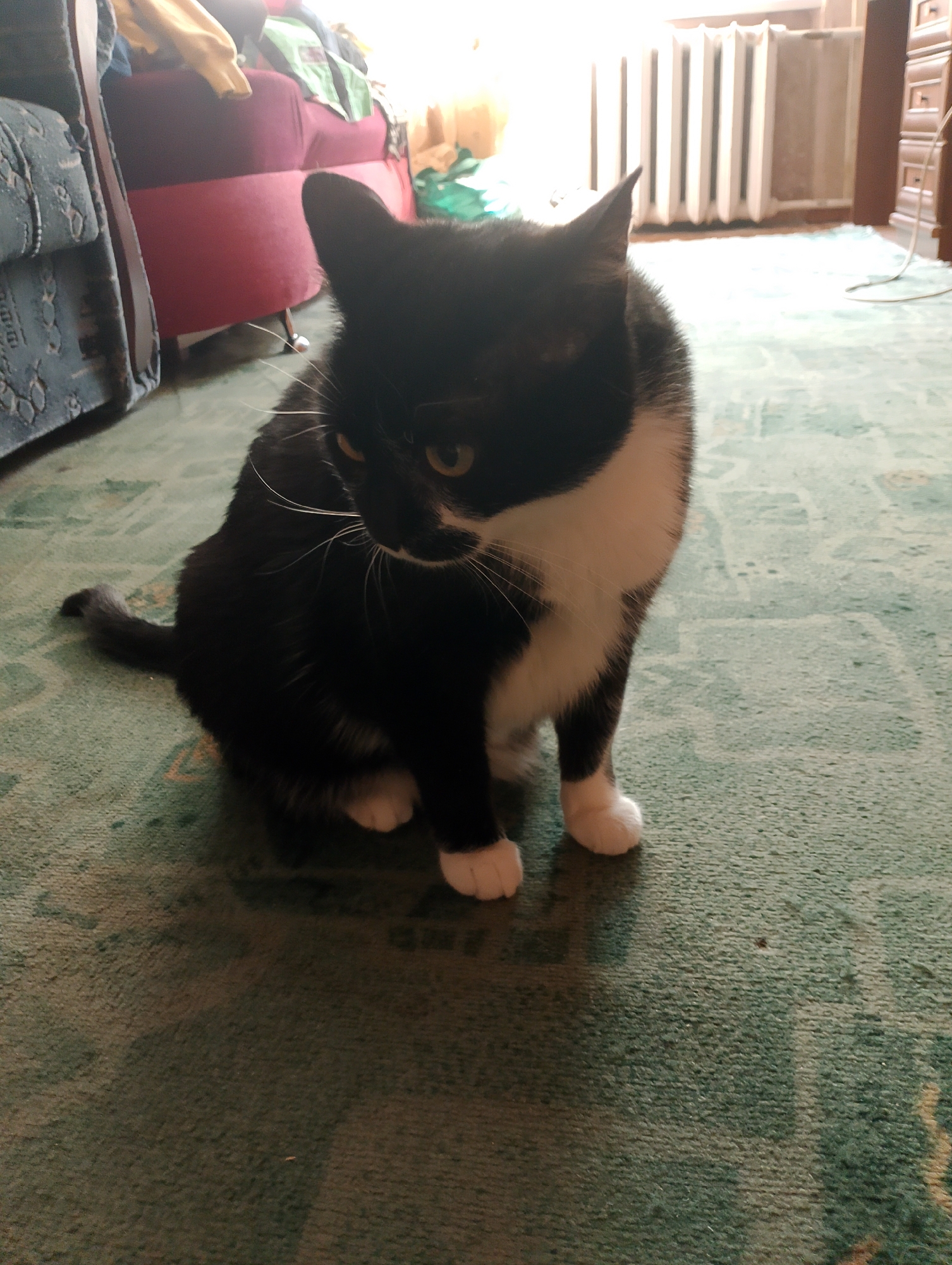 A black and white tuxedo cat sits on a green carpet in an indoor setting. The cat is facing towards the right, with its head slightly tilted. Its front paws are tucked under its chest, and its back legs are bent. The cat has yellow eyes and white whiskers. In the background, a radiator is visible, along with furniture and what appears to be a window with bright light coming through. The carpet has a faded pattern.
