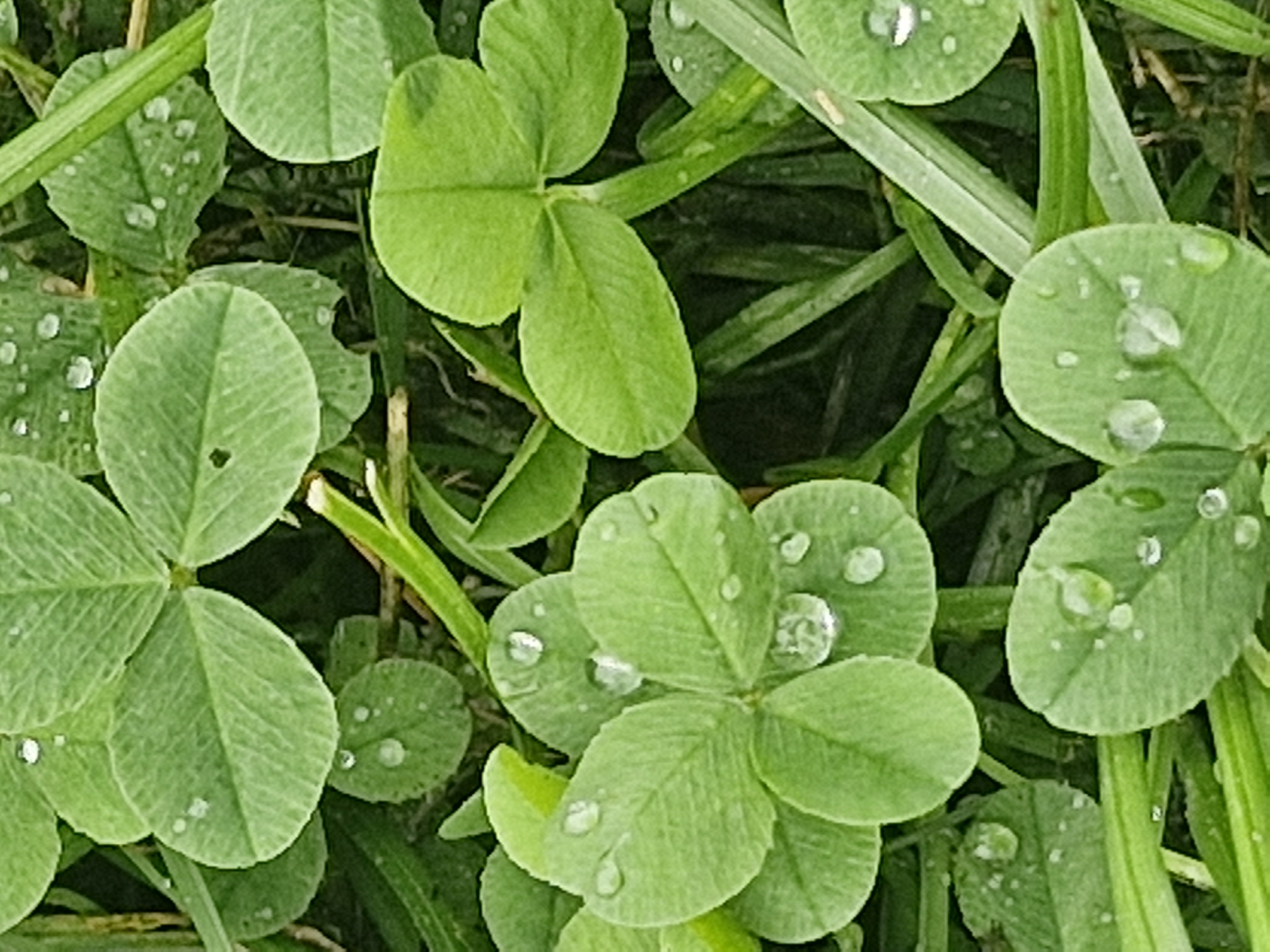 The image is a close-up, overhead view of clover and grass. Water droplets are visible on the clover leaves, indicating recent rain or dew. The clover plants are a vibrant green, and some leaves have a slightly textured surface. The background consists of more grass and foliage, appearing somewhat blurred due to the shallow depth of field. There are no people or man-made objects visible in the frame. The overall scene suggests a natural, outdoor environment, possibly a park or a garden. The location in Kēkava, Latvia is not visually evident from the image itself.