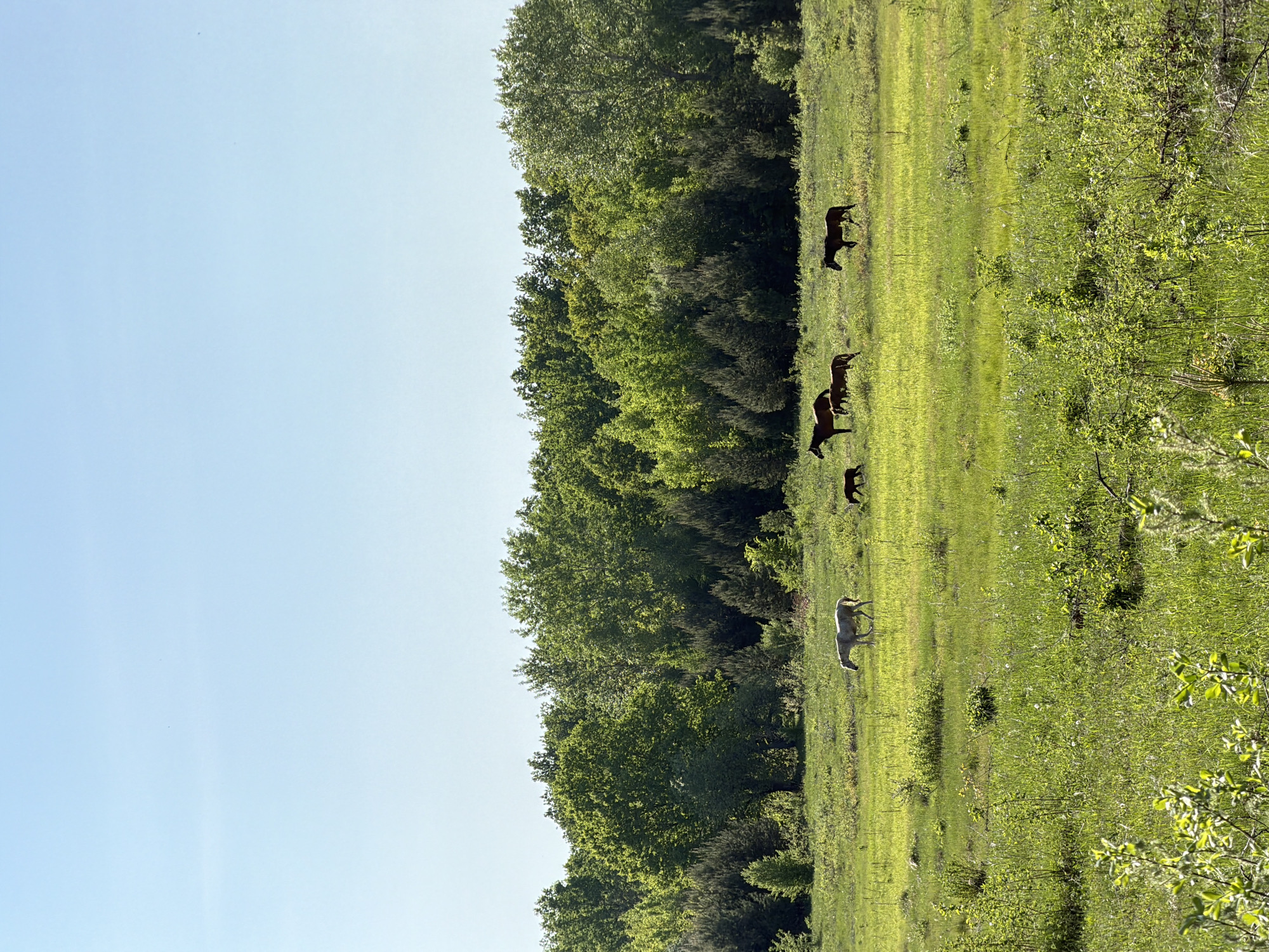 The image shows a grassy field adjacent to a forest. Five animals, possibly horses or livestock, are visible in the field. Four of the animals are dark in color, while one is a lighter, possibly white or pale color. The sky is light blue and clear. The image is taken during daylight hours, with the sun illuminating the field and trees. The presence of the forest and grassy field suggests a rural location. There is no verifiable information to suggest this image was taken in the city of Noviy, Russia.