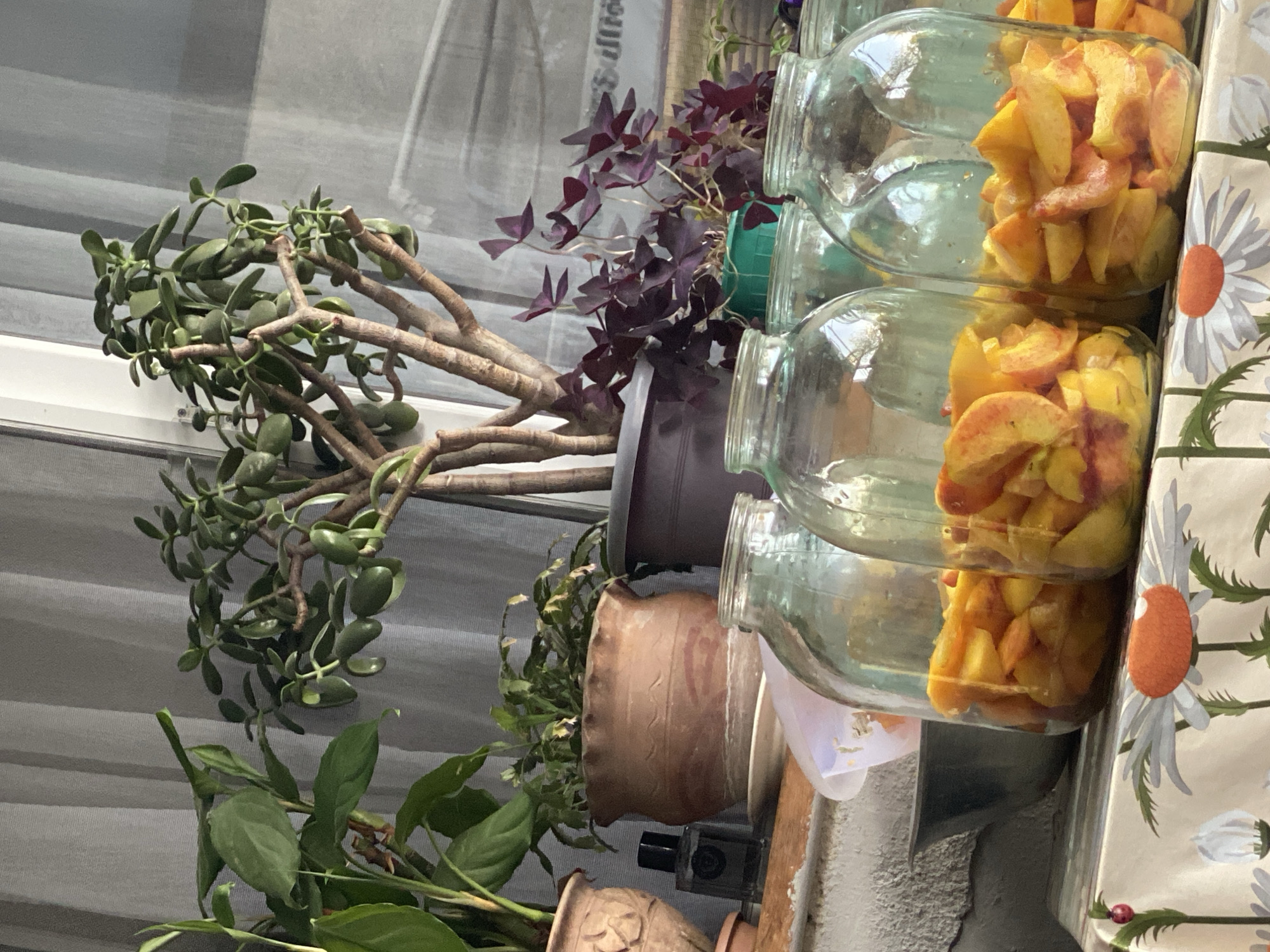 In Lagodekhi, Georgia, a domestic scene unfolds on a sunlit windowsill. Several glass jars, filled with sliced peaches, stand in the foreground, partially obscuring a table covered with a floral-patterned tablecloth. Behind the jars, a collection of houseplants adds a touch of green to the setting. A jade plant, known for its succulent leaves and woody stems, is prominently displayed. To its left, a broad-leafed plant with vibrant green foliage thrives. A smaller plant with delicate, heart-shaped purple leaves is situated in a green plastic pot. The windowsill itself rests on a textured, grey concrete surface. A dark perfume bottle sits on the windowsill near a patterned ceramic pot holding a plant with spiky leaves. The backdrop features a sheer grey curtain, suggesting an indoor setting bathed in natural light.
