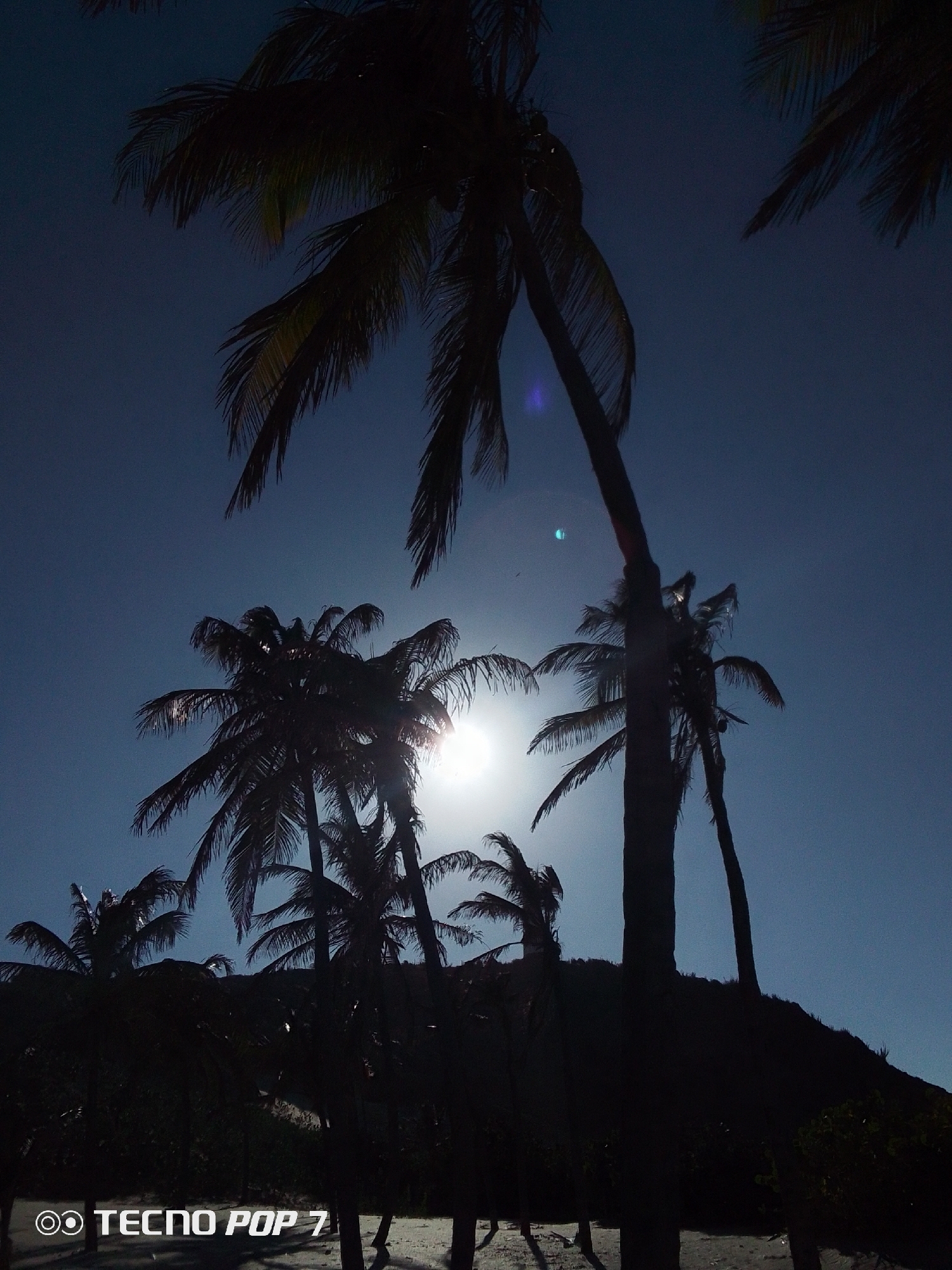 The image shows a beach scene in Pedro González, Venezuela, taken during daylight hours with the sun partially obscured by palm trees. Several palm trees of varying heights are silhouetted against the bright sky. The foreground contains the lower parts of palm tree trunks, and what appears to be a sandy beach and ground cover. The sun is shining through the fronds of some of the trees, creating a bright glare. The camera is facing upwards, towards the sky and the sun. At the bottom of the image, the text "TECNO POP 7" is visible, likely indicating the model of the device used to capture the photograph.