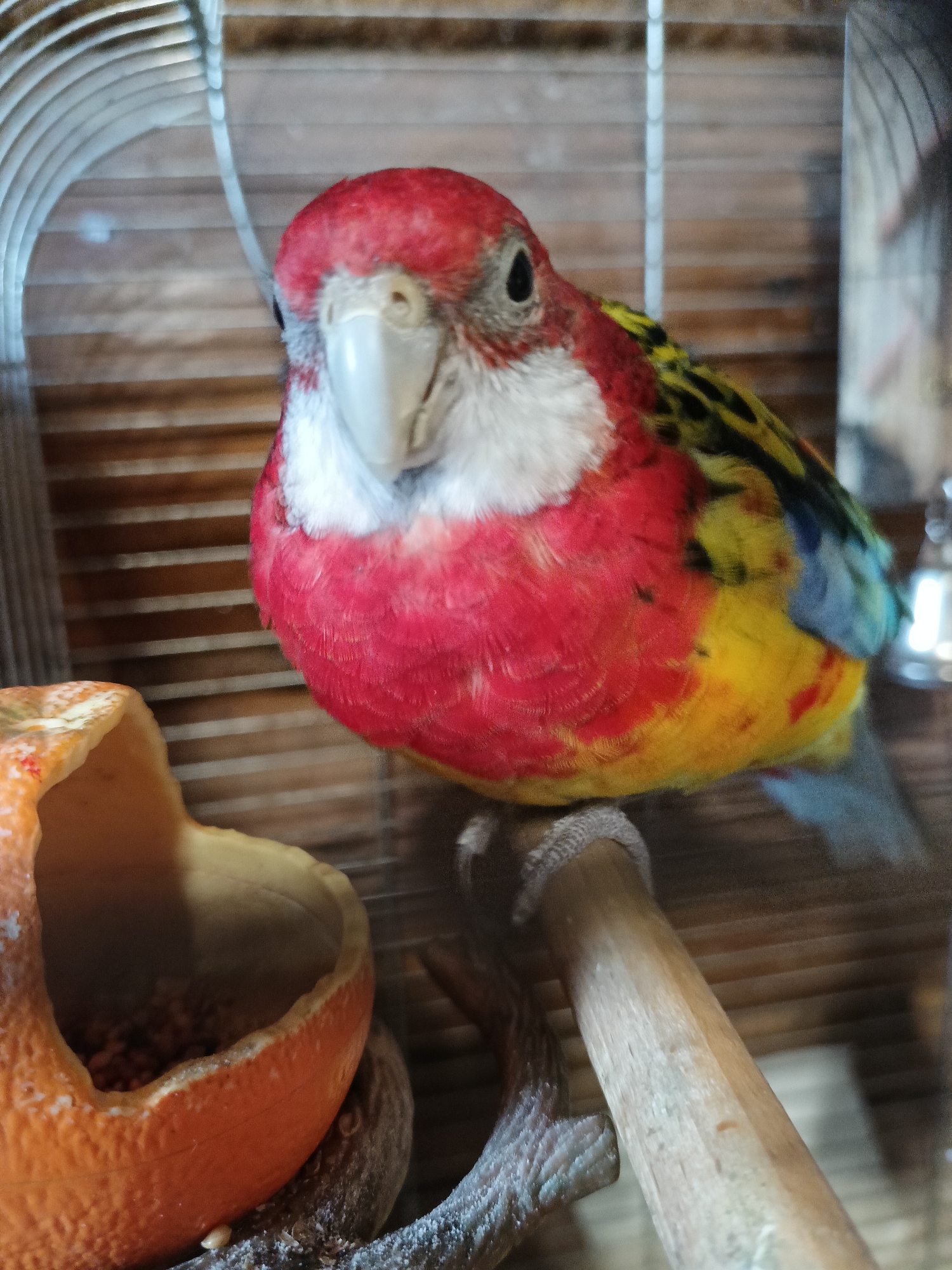 A brightly colored parrot, possibly a Rosella, is perched on a wooden dowel inside a cage. The parrot has a predominantly red head and breast, with yellow and blue markings on its wings and back. Its beak is pale and prominent. To the left of the parrot, a hollowed-out orange, likely serving as a food or water dish, is visible. The cage interior is characterized by horizontal wooden slats and vertical metal bars. The background appears to be the interior of a room, with soft lighting. The image was taken in Lagovskoe, Russia.