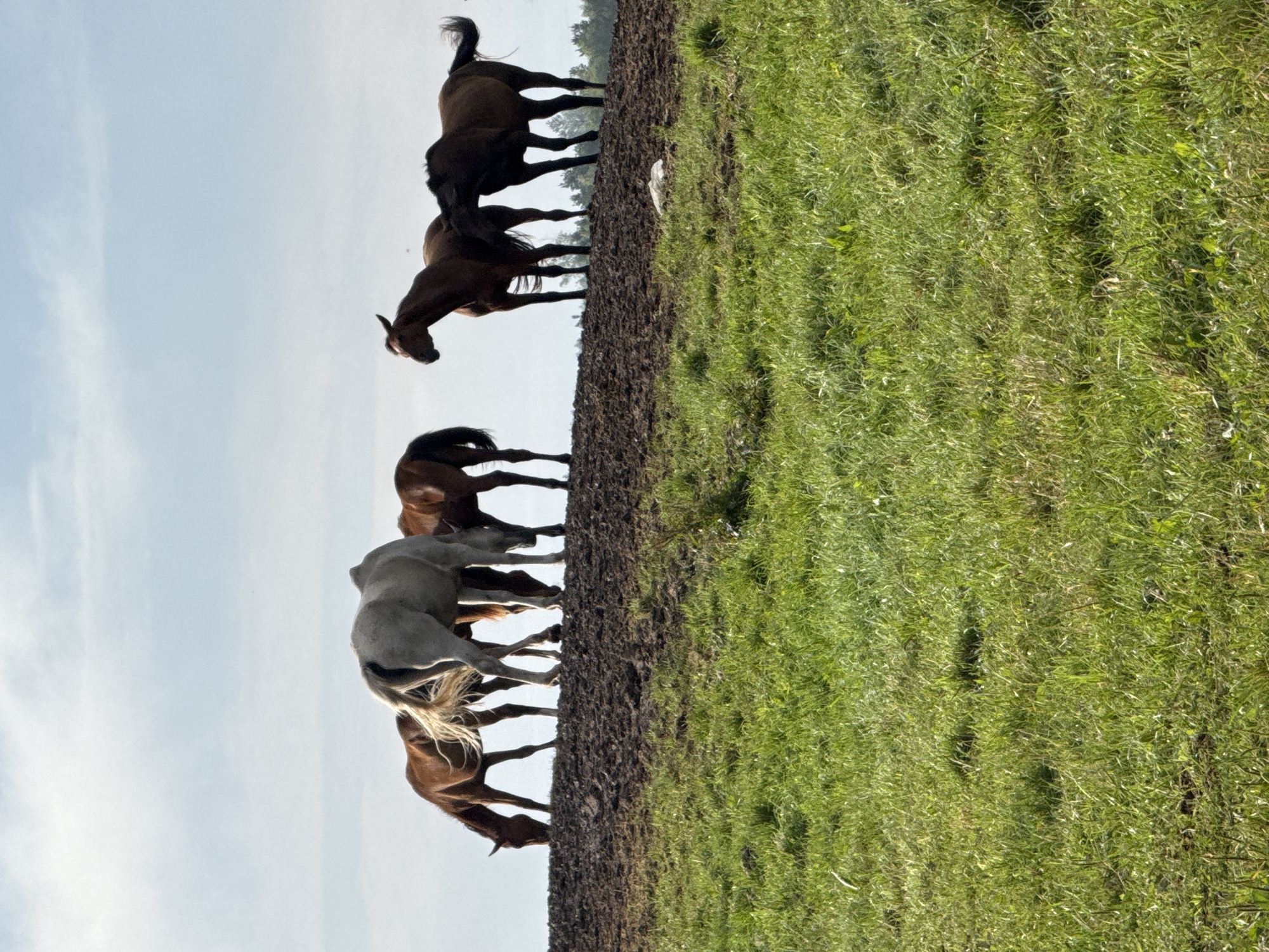 In Galinė, Lithuania, a herd of six horses grazes on a muddy embankment under a pale blue sky with scattered clouds. The horses are of varying colors: two are a rich brown, one is a lighter brown, one is grey, and two are dark brown. Some of the horses are bent over, eating grass, while others stand with their heads up. The embankment is bare and muddy, contrasting with the lush green grass that covers the foreground. In the background, a thin line of trees is visible on the horizon.