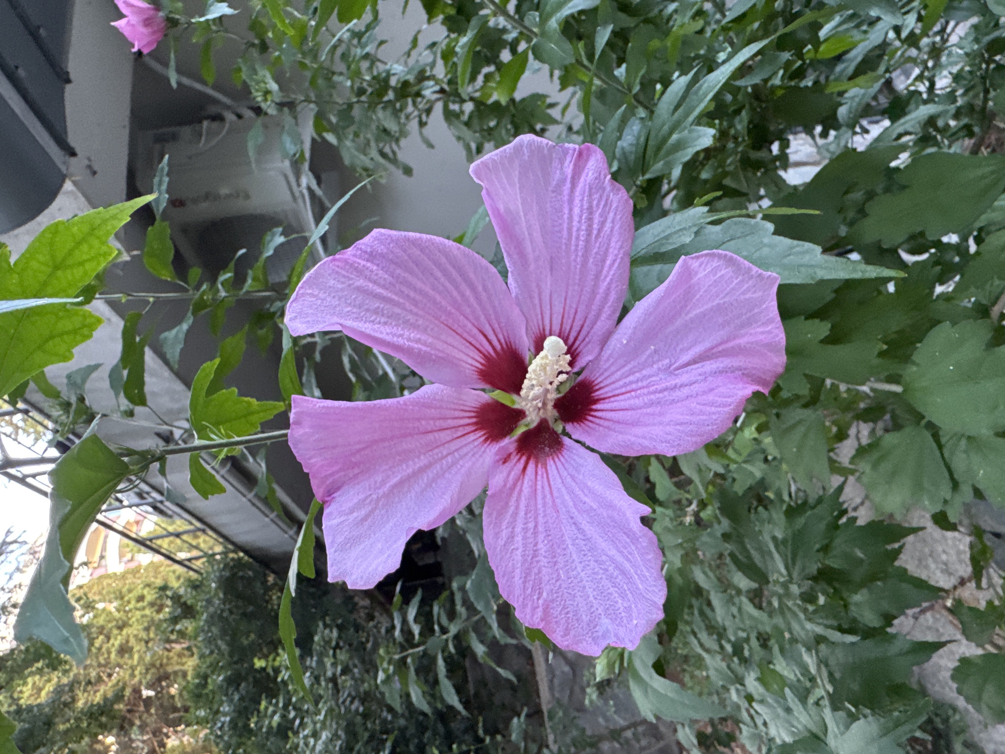 A close-up shot focuses on a large, light purple hibiscus flower in the foreground. The flower has five prominent petals, each with delicate veins, and a deep red center. The pistil and stamens are visible, tipped with pale yellow. The flower is surrounded by lush green foliage, typical of a garden or park setting. In the background, blurred elements suggest an urban environment: a concrete structure, possibly part of a building or elevated walkway, and some trees. The overall scene is outdoors, with natural light illuminating the flower. The image appears to be taken in the city of Yalta, Ukraine.