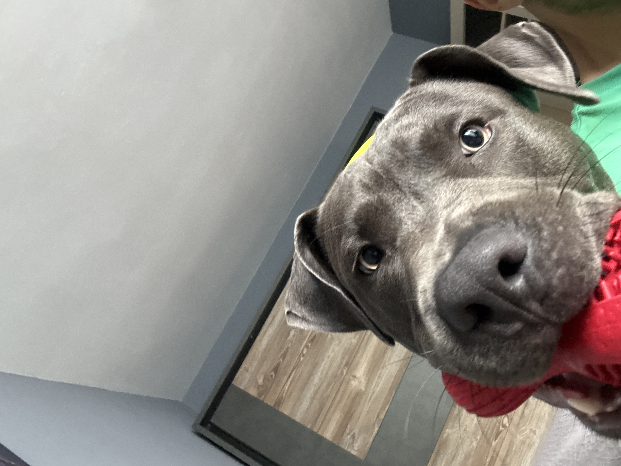 A close-up, low-angle shot shows the face of a gray pit bull terrier looking directly into the camera. The dog is holding a red chew toy in its mouth. The background is slightly blurred, showing a wooden-paneled wall, a dark closet, and a light blue wall and ceiling. The image appears to have been taken indoors, possibly in a residential setting. There is no indication of a specific location in Varna, Bulgaria.