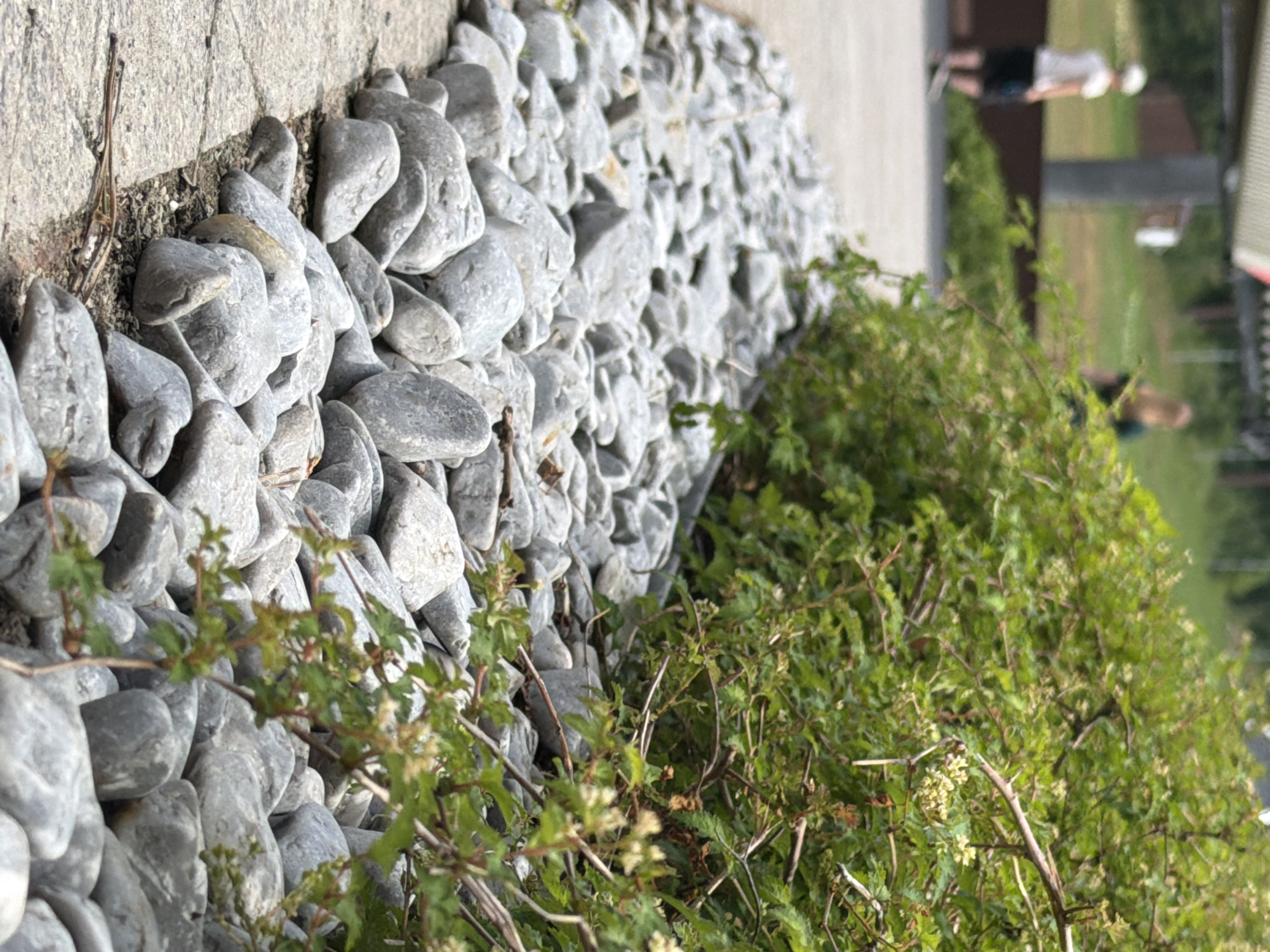 This is a slightly over-exposed, vertically oriented photograph of an outdoor scene, likely taken on a sunny day. The foreground is dominated by a rough-textured grey concrete surface on the left, bordered by a pile of smooth, rounded grey stones. Interspersed with the stones are various green plants with small white flowers and thin, reddish-brown stems.
In the middle ground, the stones continue, creating a textured edge to a grassy area. Further in the background, there are hints of human activity. A person is visible in the upper right quadrant, wearing a white t-shirt and dark shorts, possibly standing or walking. Another person, with blonde hair, is partially visible in the lower right, also appearing to be outdoors. The background suggests a park-like setting with green grass and some structures, possibly buildings or fences. The overall impression is of a casual outdoor gathering or an area with landscaping. There is no visible text in the image.