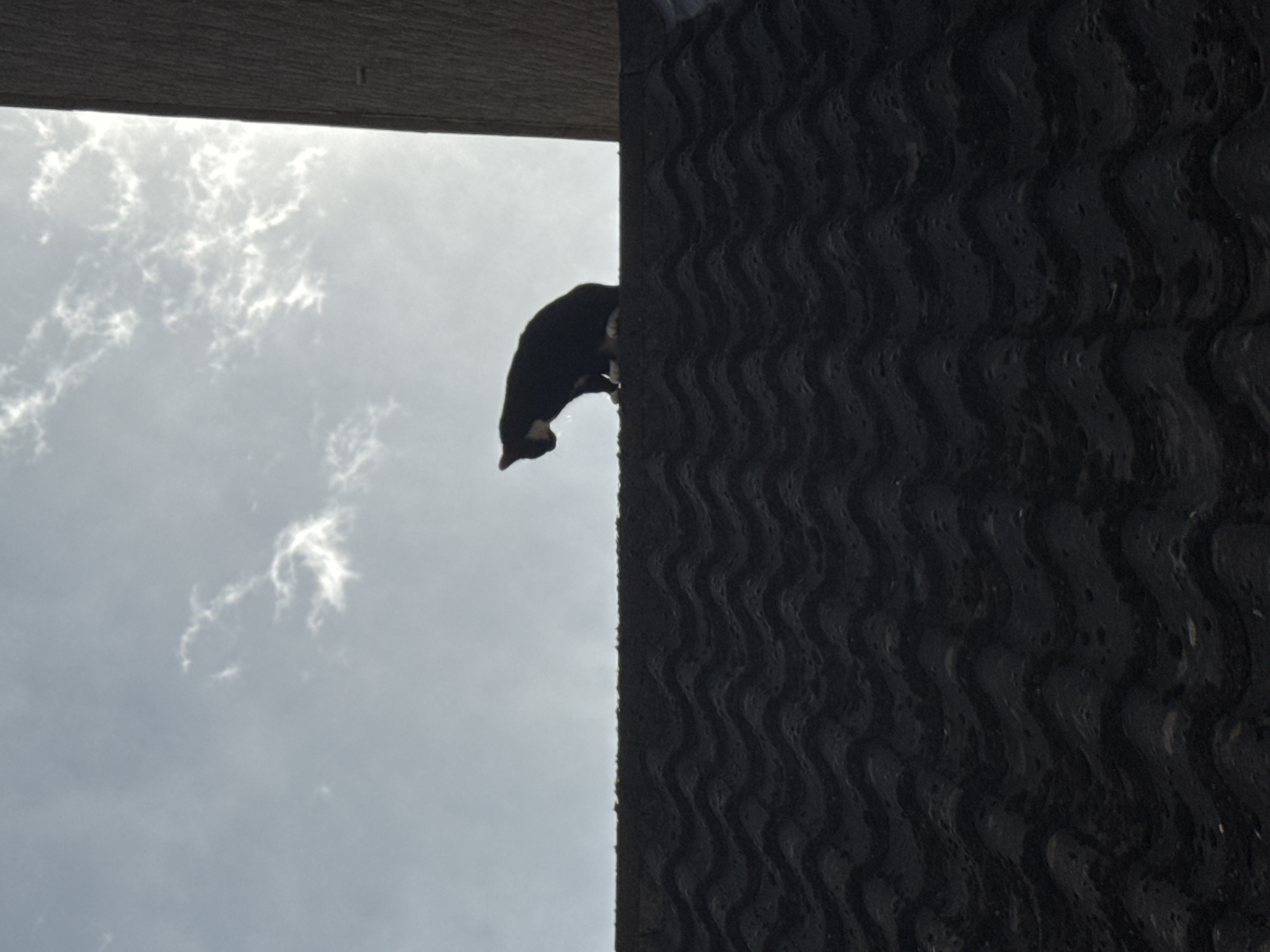 A low-angle shot looking up at a black bird clinging to the side of a dark, textured structure. The bird is positioned near the center of the image, appearing small and dark against the brighter sky. The sky is overcast with light clouds. A grey or wooden ledge is visible in the top-left corner of the frame. The textured structure, possibly a wall or pillar, occupies the right side of the frame. There is no indication of Desborough, United Kingdom from the image.