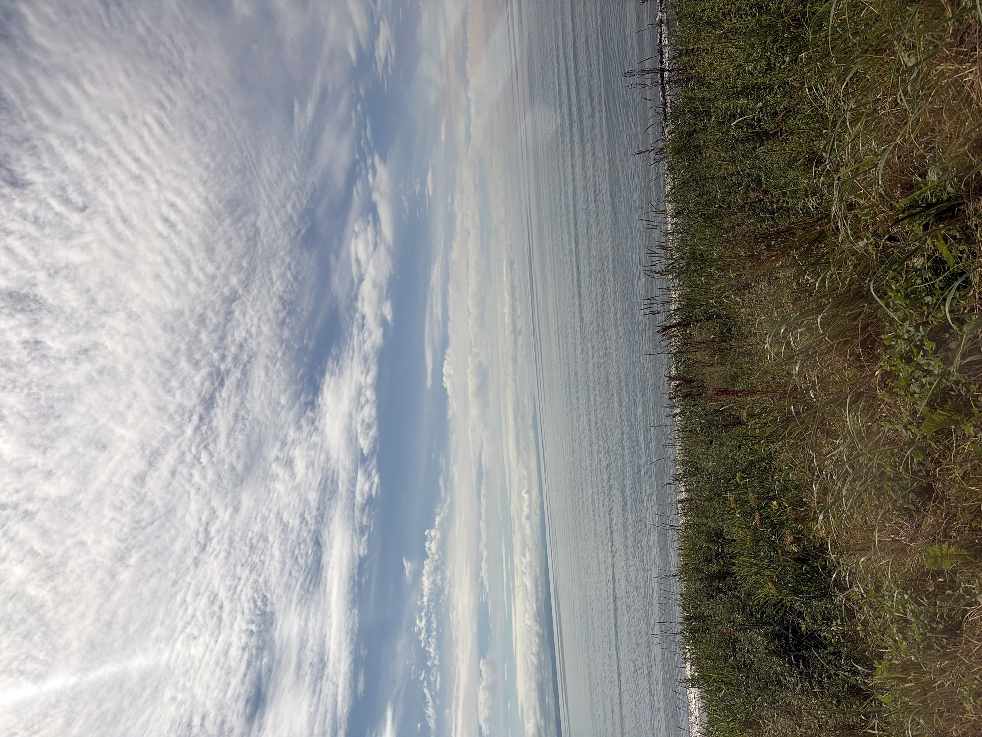 The image depicts a serene coastal landscape under a partly cloudy sky. The foreground is dominated by tall, lush green grass and various wild plants, suggesting a natural, uncultivated area. Beyond the vegetation, a calm, grey-blue ocean stretches out to the horizon. The water is relatively smooth with subtle ripples. In the distance, a faint line of land or mountains can be seen, barely distinguishable from the hazy sky. The sky itself is a mix of blue and white, with long, wispy clouds arranged in a striated pattern, and some thicker, cumulus-like clouds closer to the horizon. There are no people or man-made structures immediately visible in the scene. The overall impression is one of natural beauty and tranquility. It's not possible to pinpoint a specific location within the city of Ozyorskiy, Russia based solely on this image, as it lacks any identifying landmarks or specific geographical features.