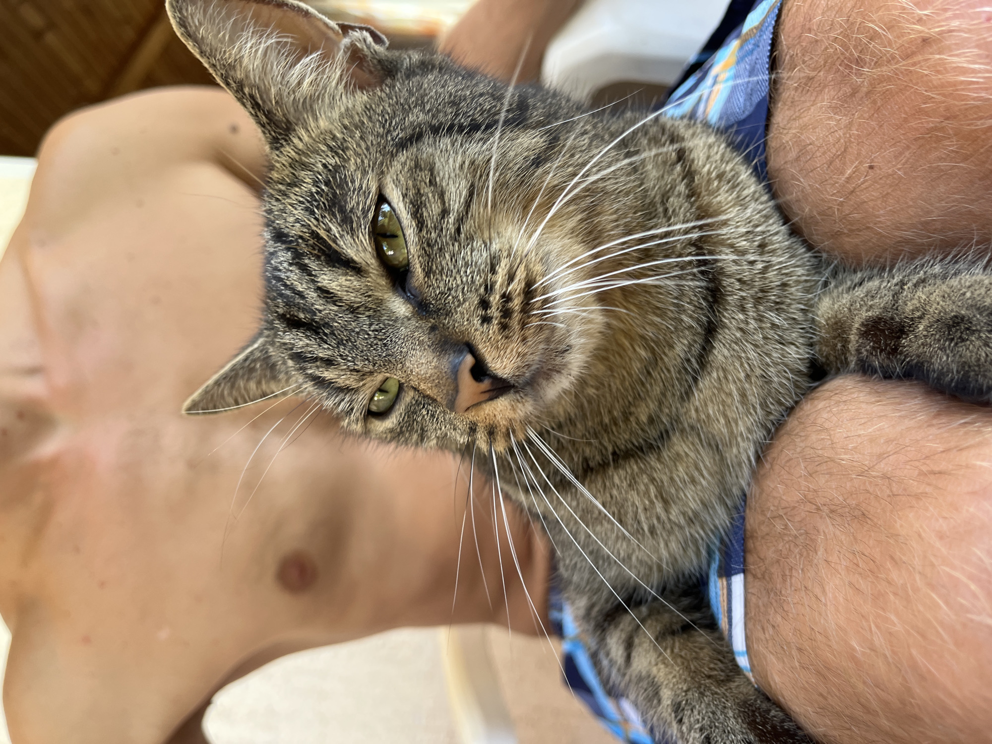 A close-up, high-angle shot shows a tabby cat with green eyes and white whiskers resting on the lap of a bare-chested person. The cat is wearing a blue and white plaid bandana around its neck. The person's skin is visible on their chest, shoulders, and thighs, with a scattering of light freckles and hairs. The background is blurred, with hints of indoor lighting and what appears to be wooden blinds. The scene is likely set in a home in Šušanj, Montenegro, judging by the context.