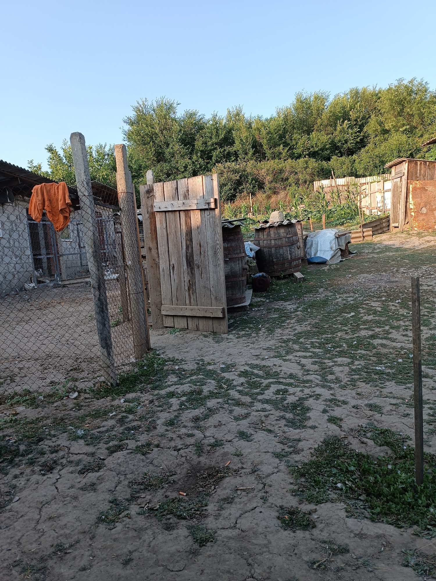 The image depicts an outdoor scene in the village of Leușeni, Moldova, likely a farmyard or a yard adjacent to a rural dwelling. The foreground is a dirt ground with sparse green vegetation and some small white feathers scattered across it. A weathered, wooden fence post stands vertically on the right side of the frame. In the middle ground, a large, upright wooden gate is visible, constructed from vertical planks. To the left of the gate, a chain-link fence runs diagonally across the image, supported by concrete posts. An orange piece of fabric is draped over a part of the fence. Behind the fence, a structure with a corrugated metal roof and concrete walls is visible, with an opening that appears to be an entrance. Two large wooden barrels are positioned in the yard, one partially covered by a white tarp. Further back, a row of green plants, possibly corn, grows behind a wooden fence. The background is dominated by a dense line of green trees under a clear blue sky. The overall impression is of a utilitarian, somewhat unkempt outdoor space. There are no people visible in the image.