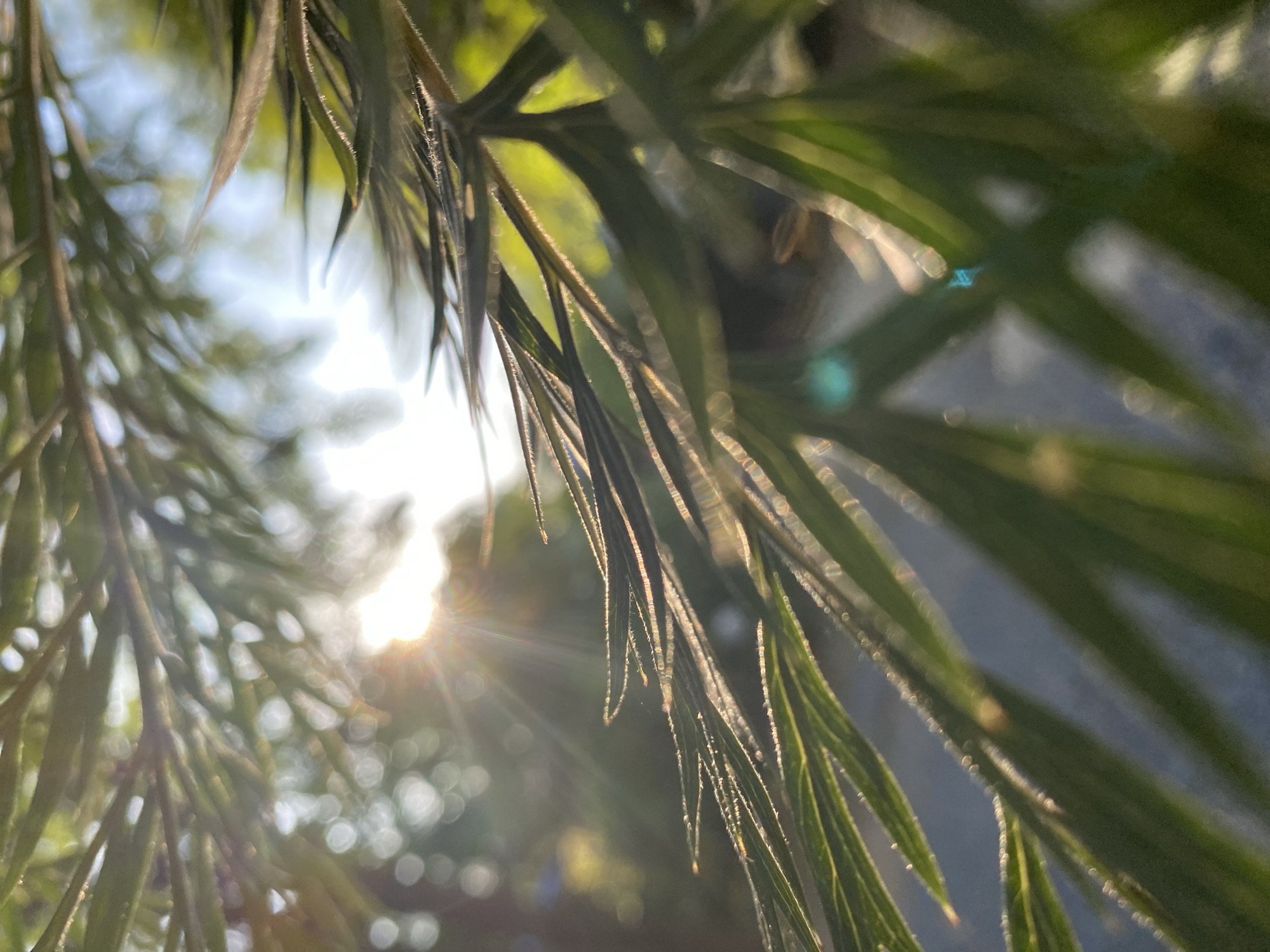 The image is a close-up shot of green foliage, likely leaves or needles, with the sun shining through them. The sun's rays create a lens flare effect and highlight the edges of the leaves with a golden glow. The background is blurred, showing patches of green and white light, suggesting an outdoor setting. A faint blueish-green bokeh effect is visible in the lower right portion of the image, possibly from reflected light. The overall impression is one of dappled sunlight filtering through plants. The location context of ตำบลเกาะพะงัน, Thailand, implies a tropical or subtropical environment.
