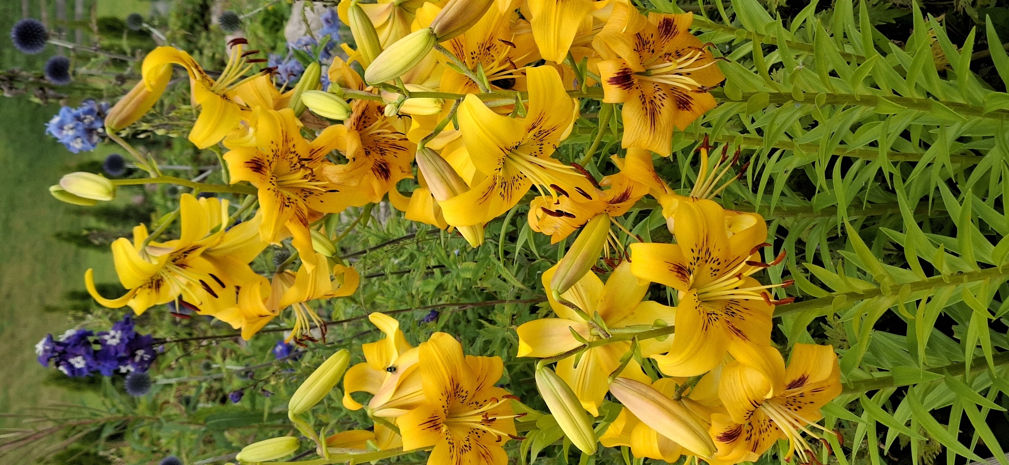 The image is a close-up, vertical shot of a cluster of bright yellow lily flowers with dark red speckles. The flowers are in various stages of bloom, with some fully open and others still in bud. The petals are long and recurved, revealing the prominent stamens and pistils. The lilies are densely packed together, creating a vibrant tapestry of yellow and green foliage. In the background, out of focus, are hints of blue flowers and dark, spiky plants, suggesting a garden setting. The lighting is natural and appears to be daylight, illuminating the rich colors of the flowers. The scene is static, with no visible movement or activity. There is no discernible urban context to suggest a specific location within Pihali, Estonia, beyond what can be inferred as a garden or landscaped area.