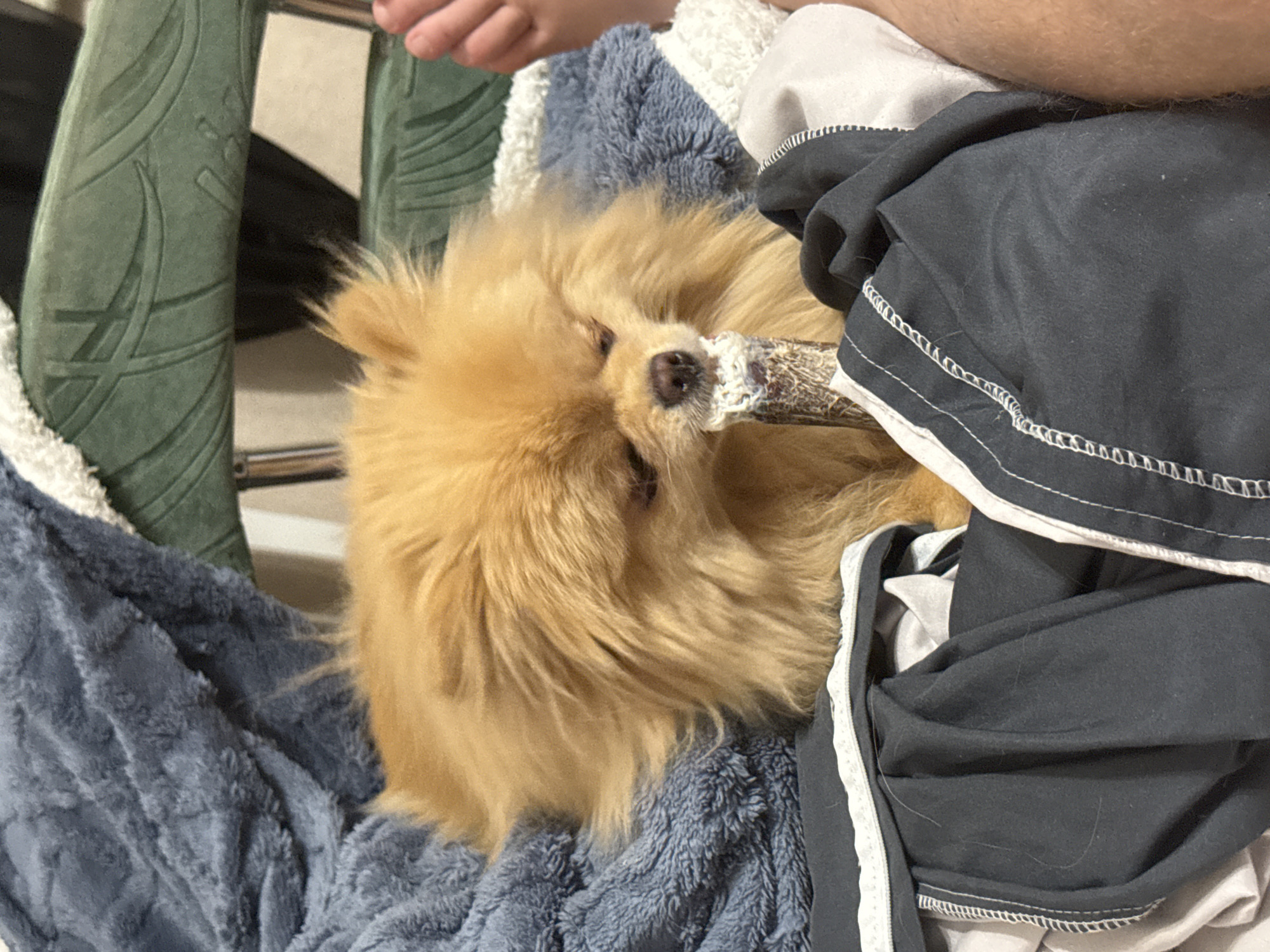 A fluffy, golden-brown Pomeranian dog is lying on a pile of blankets and clothes, chewing on a bone. The dog has its eyes closed and appears content. The blankets are various shades of blue and grey, and the clothes are black and white. The background is blurred, but it appears to be an indoor setting. There is a person's hand visible on the right side of the image.