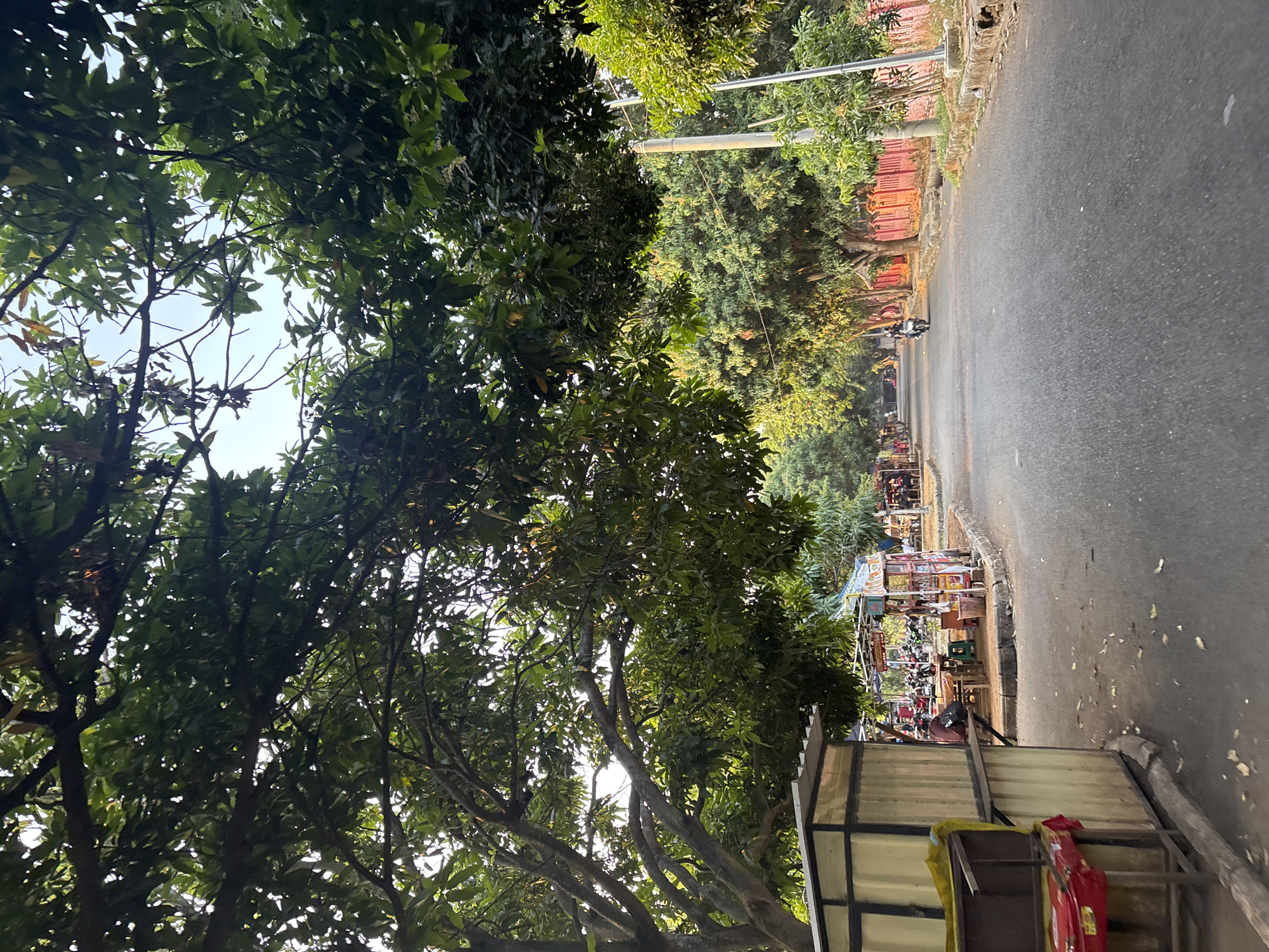 A paved road stretches through a tree-lined area, possibly a park or a residential street, in Cirebon, Indonesia. Lush green trees with dense foliage overhang the road, creating a shaded canopy. On the left side of the road, a small, utilitarian stall with a corrugated metal roof and yellow siding is visible, partially obscured by a yellow tarp. Further down the road, several small market stalls are set up, with awnings and displays of goods. People are seen sitting at tables near these stalls. A person is riding a motorcycle down the road. The right side of the road features a low, red fence or wall, with trees and a utility pole alongside it. The overall atmosphere appears calm and ordinary, possibly during a market day or a typical afternoon.