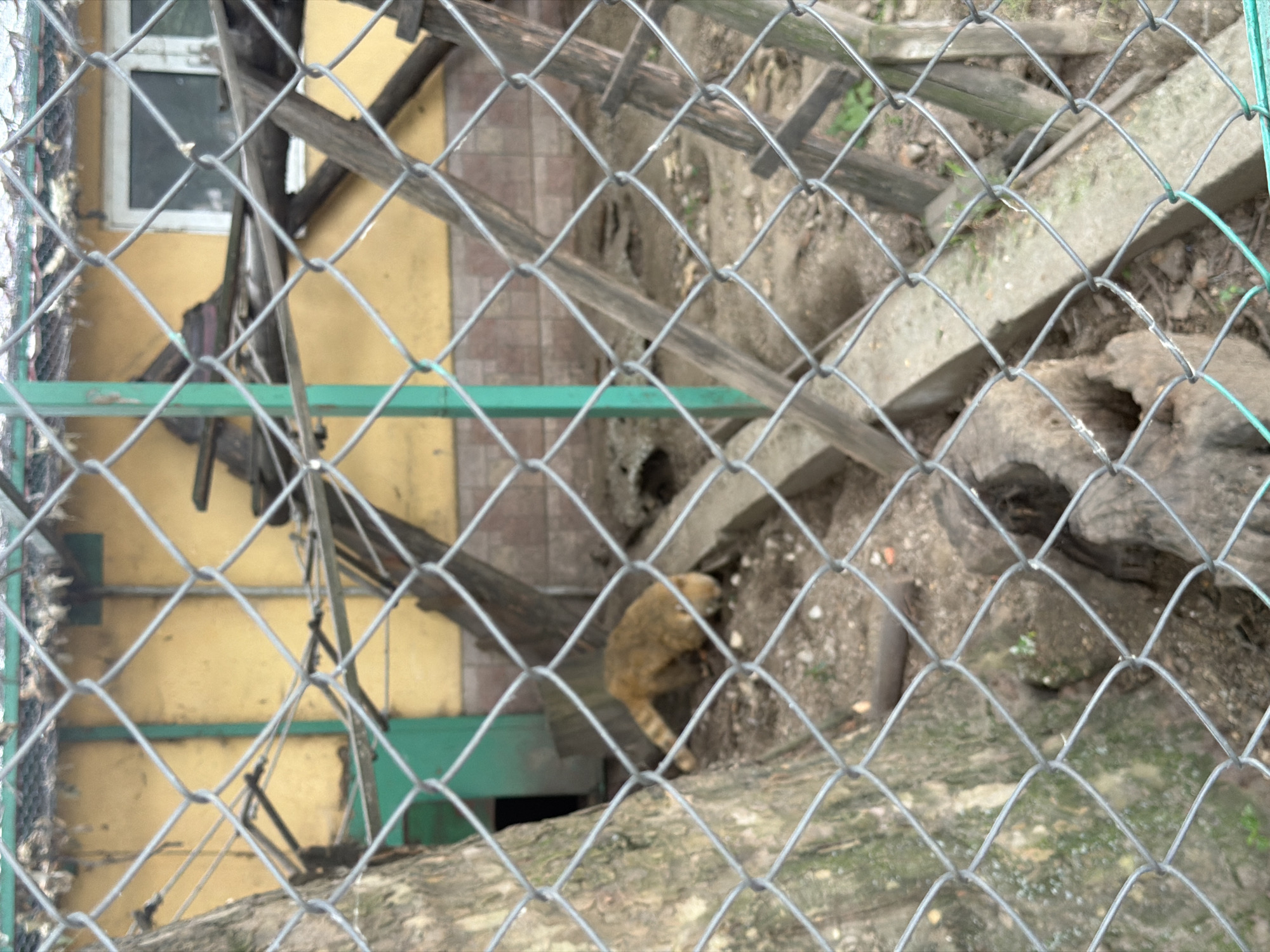 A blurry, medium shot captures a coati with a ringed tail foraging on the ground within an enclosure. The coati is tan-brown with a long snout. The enclosure features a yellow wall in the background with a window and a green door. Wooden structures and beams are visible within the enclosure, suggesting a habitat designed for climbing. A tree trunk is present on the left side of the frame. A chain-link fence is in the foreground, obscuring parts of the scene. The ground is composed of dirt and scattered debris. The location is identified as Pazardzhik Zoo, Pazardzhik, Bulgaria.