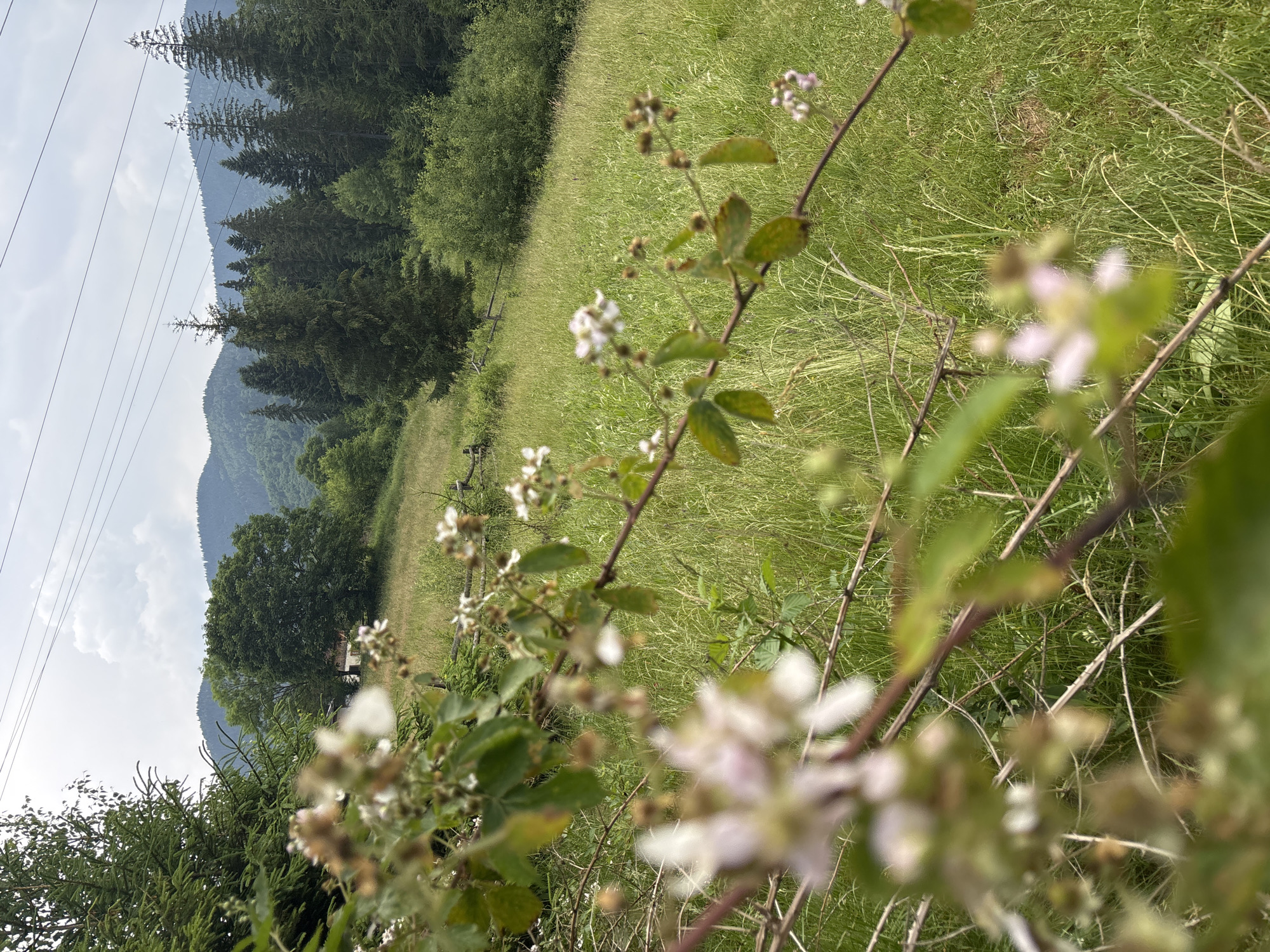 This is a vertical, eye-level, medium shot of a natural landscape. The foreground is dominated by a blackberry bush in bloom, with several small white and pink flowers and developing berries. The bush is slightly out of focus, with its thorny branches and green leaves clearly visible. Beyond the bush, a lush green field stretches towards a dense forest of coniferous and deciduous trees. In the background, rolling mountains, partially obscured by mist, rise against a cloudy sky. Power lines are visible stretching across the sky on the left side of the image. The overall impression is one of serene, rural beauty in an alpine setting. The lighting suggests it is daytime, with diffused sunlight filtering through the clouds, creating a soft and natural atmosphere. The location is identified as Tatariv, Ukraine, which is consistent with the mountainous terrain and coniferous forests. No people or specific events are depicted, and no text is visible.