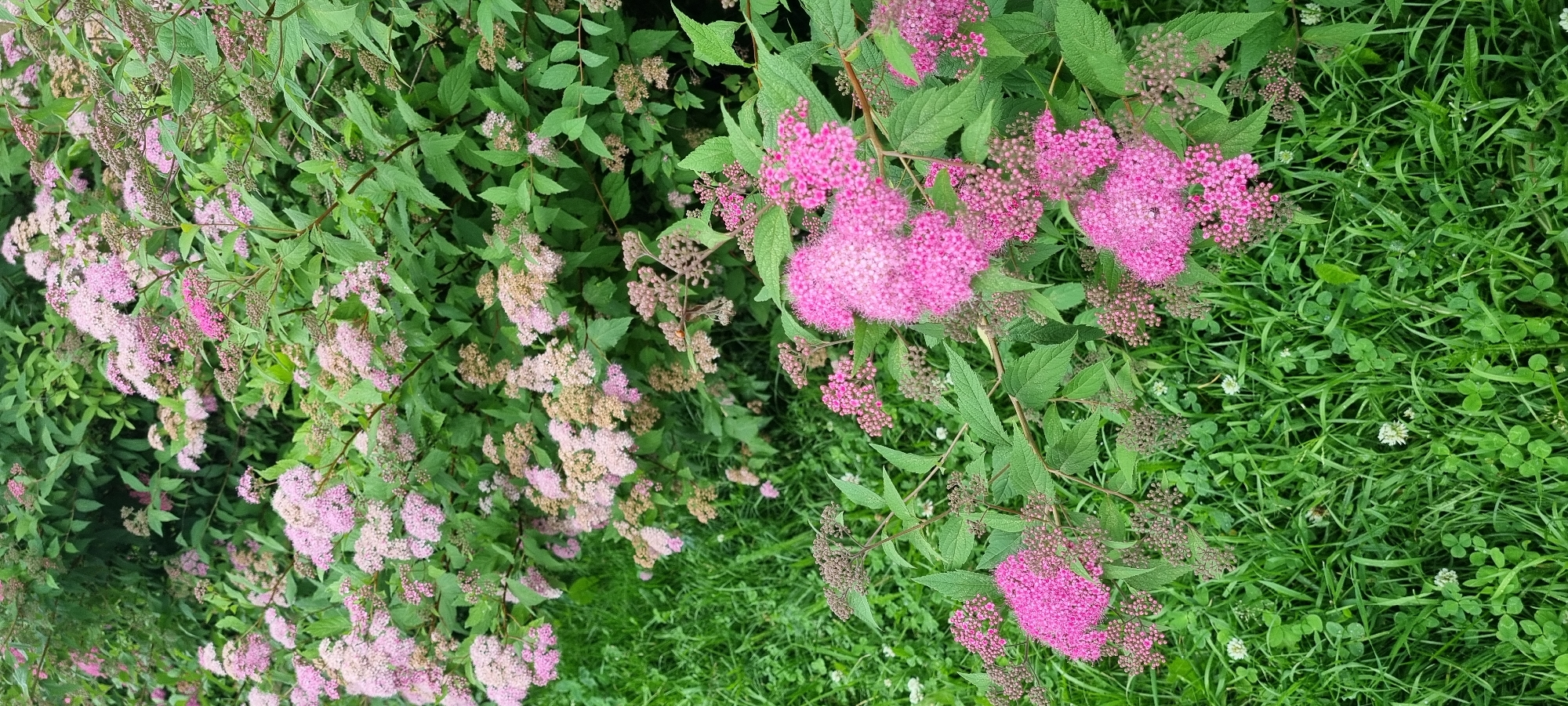 The image depicts a dense, green bush with clusters of small, pink flowers. The bush is lush, with numerous green leaves and stems visible. The flowers are arranged in rounded clusters, some appearing as fully bloomed, fluffy masses, while others are smaller buds. The ground beneath the bush is covered in green grass and clover, with a few small white flowers scattered amongst it. The overall scene is natural and appears to be outdoors. The image's metadata indicates it was taken in Romashkovo, Russia, suggesting a natural or park-like setting within that location. There are no people or animals visible in the image.