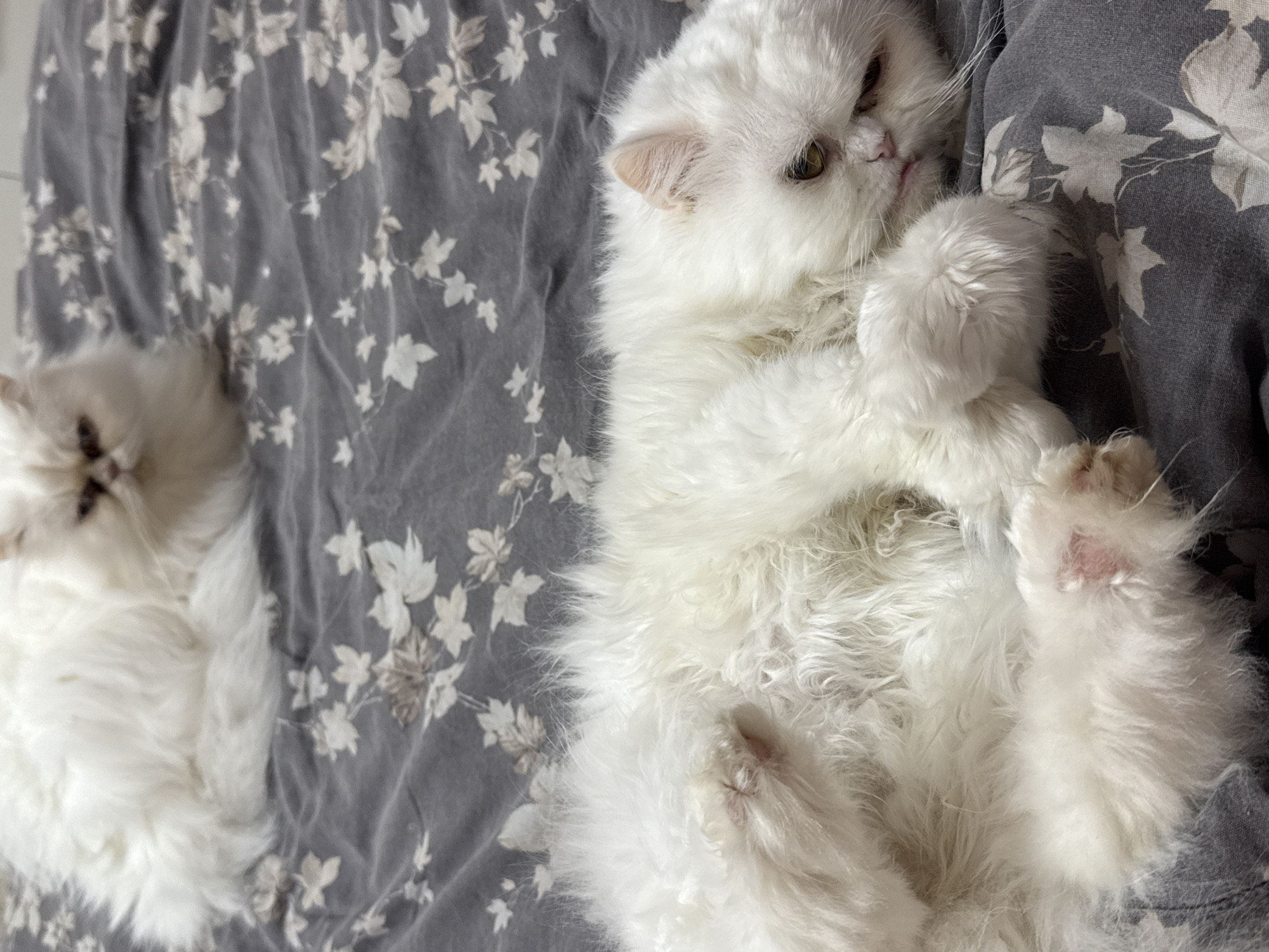 The image shows two white Persian cats lying on a gray bed with a floral pattern. One cat is stretched out on its back on the right side of the image, with its paws up. The other cat is curled up on the left side. The scene is indoors, likely a domestic setting. There is no information to suggest the location is in Burgas, Bulgaria.