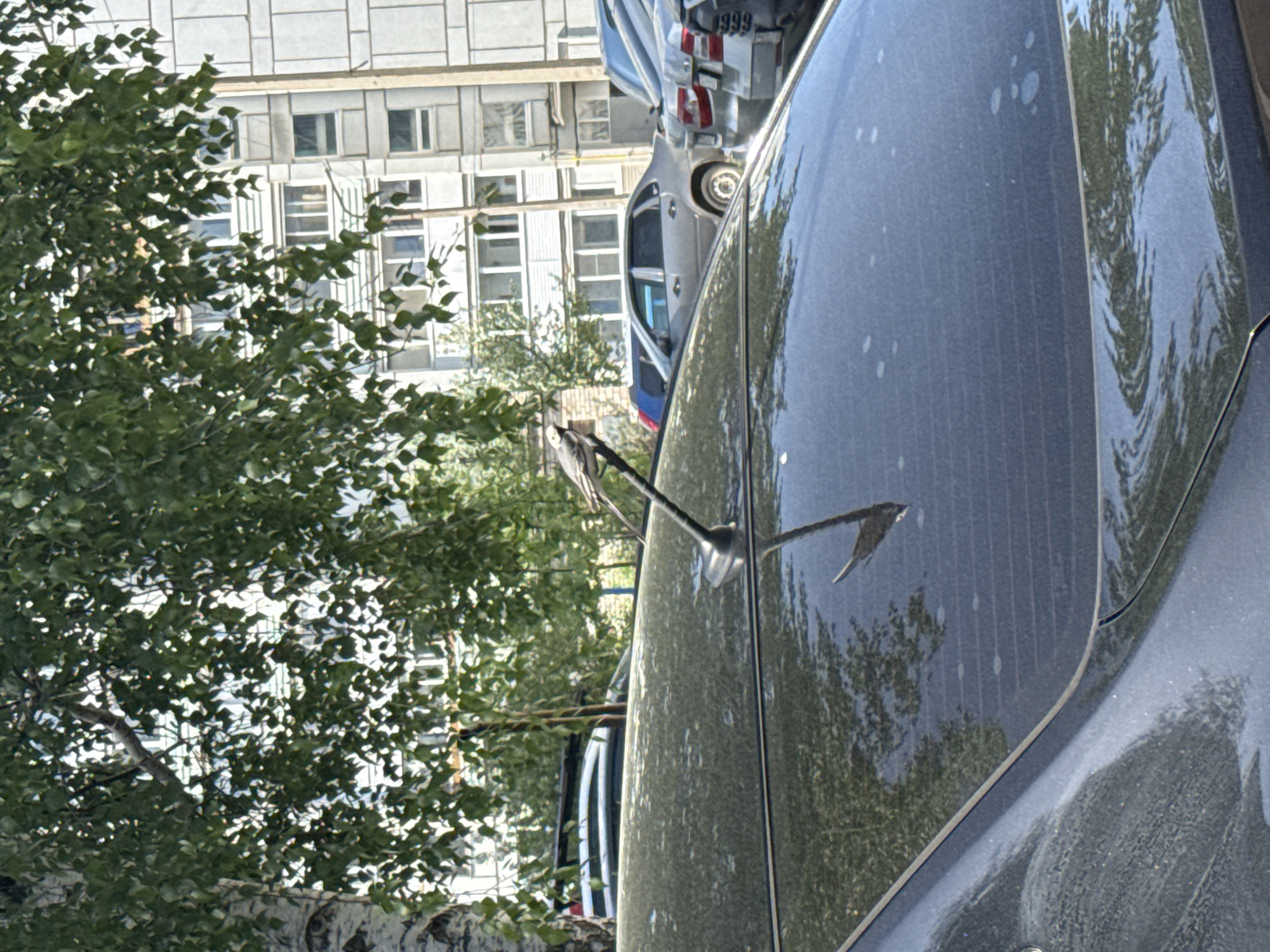 The image shows a street scene in Chaikovsky, Russia. A dark-colored car is parked on the right side, partially obscuring the view. Reflected in the car's rear window are the leaves of a tree and the façade of a multi-story building with numerous windows. In the background, another car is visible, partially blocked by the dark car. A silver-colored car with a "1999" tag is parked behind the silver car. The day appears sunny, with the light casting shadows on the car and the building.