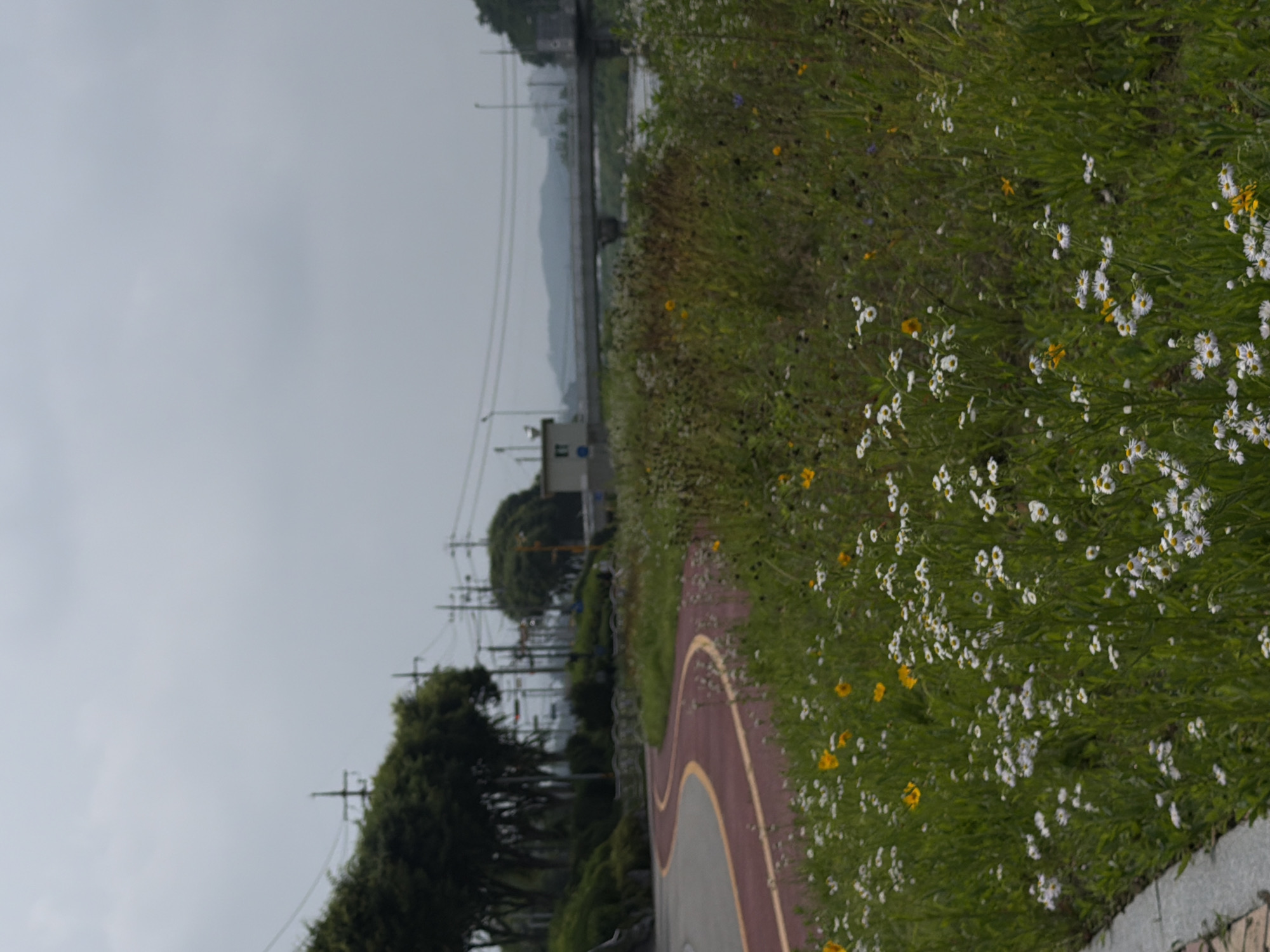 The image depicts a curved red path with a yellow line marking its edge, situated within a grassy area dotted with numerous white and yellow wildflowers. In the background, trees line the left side of the path, and beyond them, utility poles and wires are visible. A bridge spans a body of water further in the distance, with a building visible on the left bank. The sky is overcast. This scene is located in Dongducheon-si, South Korea, likely along a river or canal path designed for recreation, such as cycling or walking. The environment appears to be a park or a natural area adjacent to urban infrastructure. There are no people visible in the image.