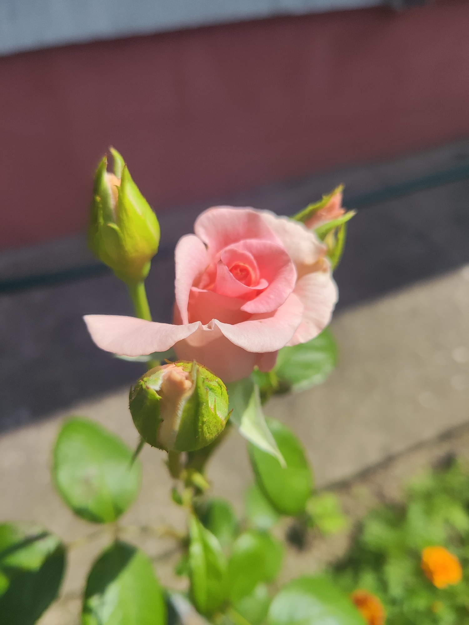 The image shows a close-up, eye-level shot of a single, partially bloomed pink rose with several green buds and leaves. The rose is centered and in focus, with its petals unfurling. Two prominent green buds are visible, one above and slightly to the left of the rose, and another below and to the left. Smaller buds and green leaves surround the rose. The background is blurred, showing a pinkish-brown wall or building on the left and a gray, possibly concrete surface and some green foliage with hints of orange flowers on the right. The lighting suggests it is daytime, with strong sunlight casting shadows. The scene is outdoors and appears to be in a garden or yard. There are no people or animals present. There is no information in the image to suggest a specific location within Gvardeysk, Russia.