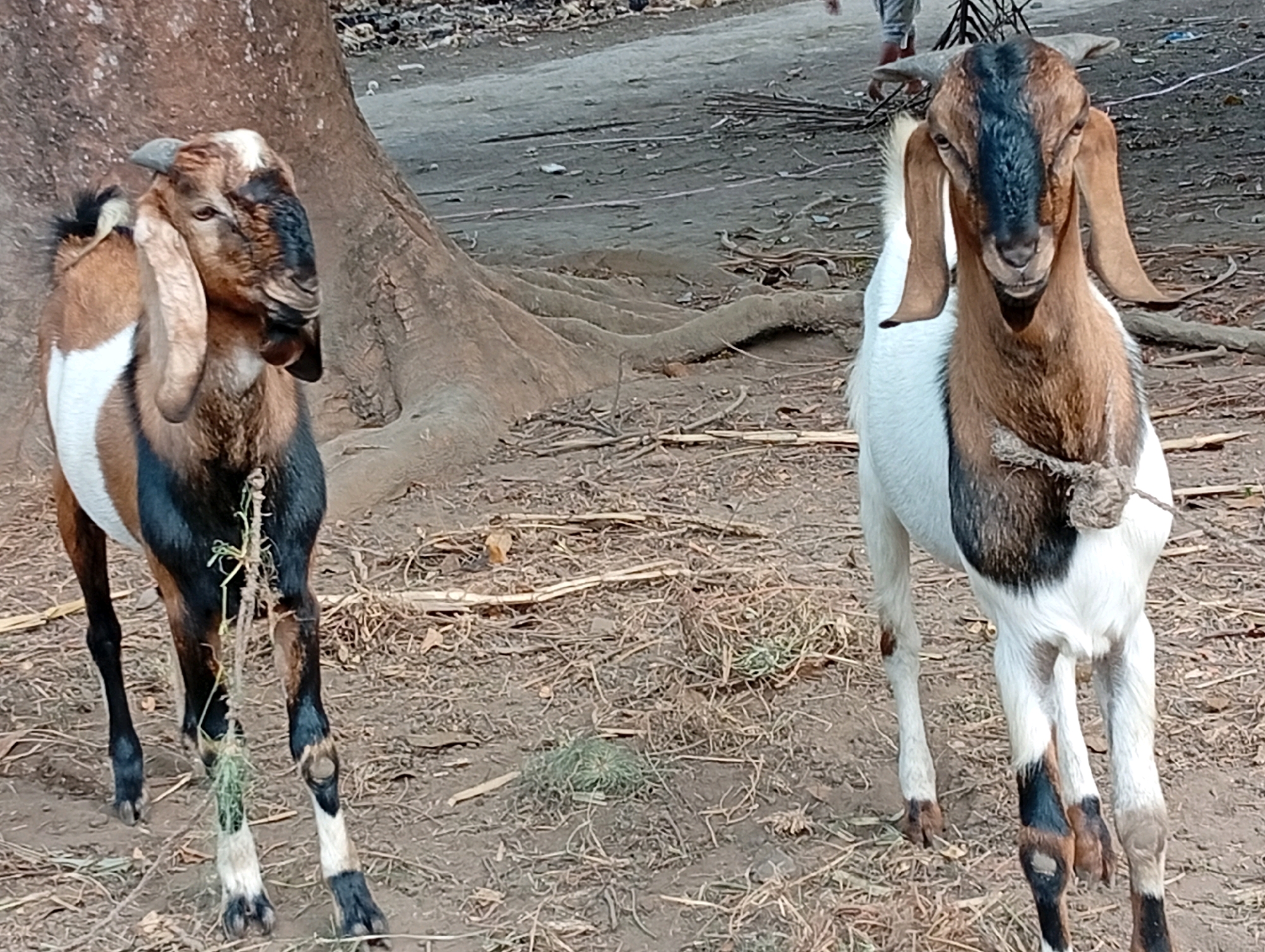 Two goats stand in a dirt clearing next to the base of a large tree. The goat on the left is facing left, and the goat on the right is facing forward. Both goats have brown and white markings. The goat on the right has a rope around its neck. The ground is covered in dirt, dry leaves, and twigs. In the background, a person is partially visible standing behind a tripod.