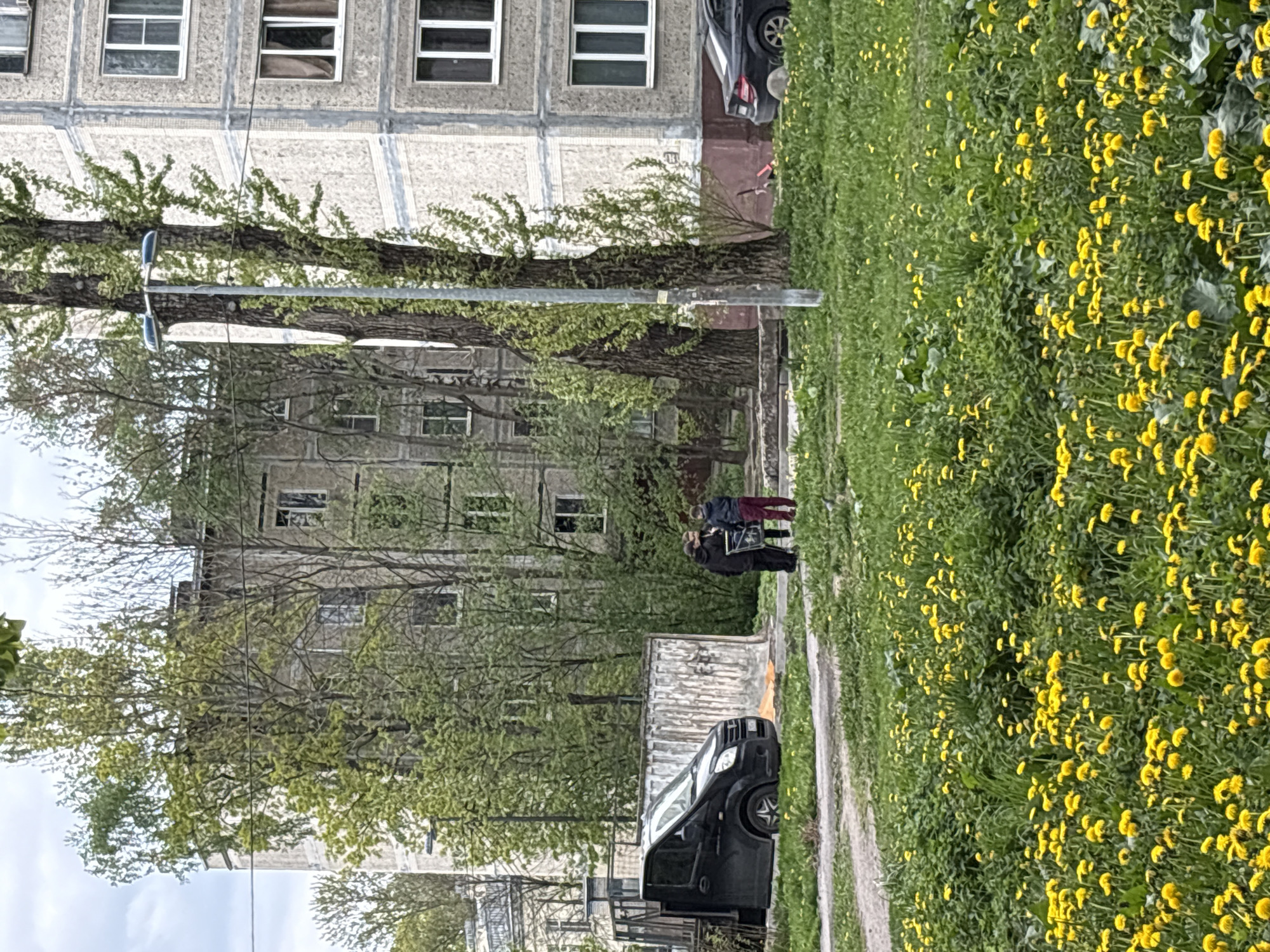 The image presents a scene likely in a residential area within Saint Petersburg, Russia, characterized by Soviet-era architecture and springtime vegetation. A multi-story, gray concrete building with rows of windows occupies much of the background. In the foreground, a large field of dandelions blankets the ground, suggesting the image was taken during the spring season. Adjacent to the dandelions, there is a narrow dirt road or path. Two individuals stand on the path. One appears to be holding a framed picture. A black minivan is parked perpendicular to the building and the path. A tall, bare tree stands between the building and the path, obscuring some of the view. A streetlight is visible near the tree.