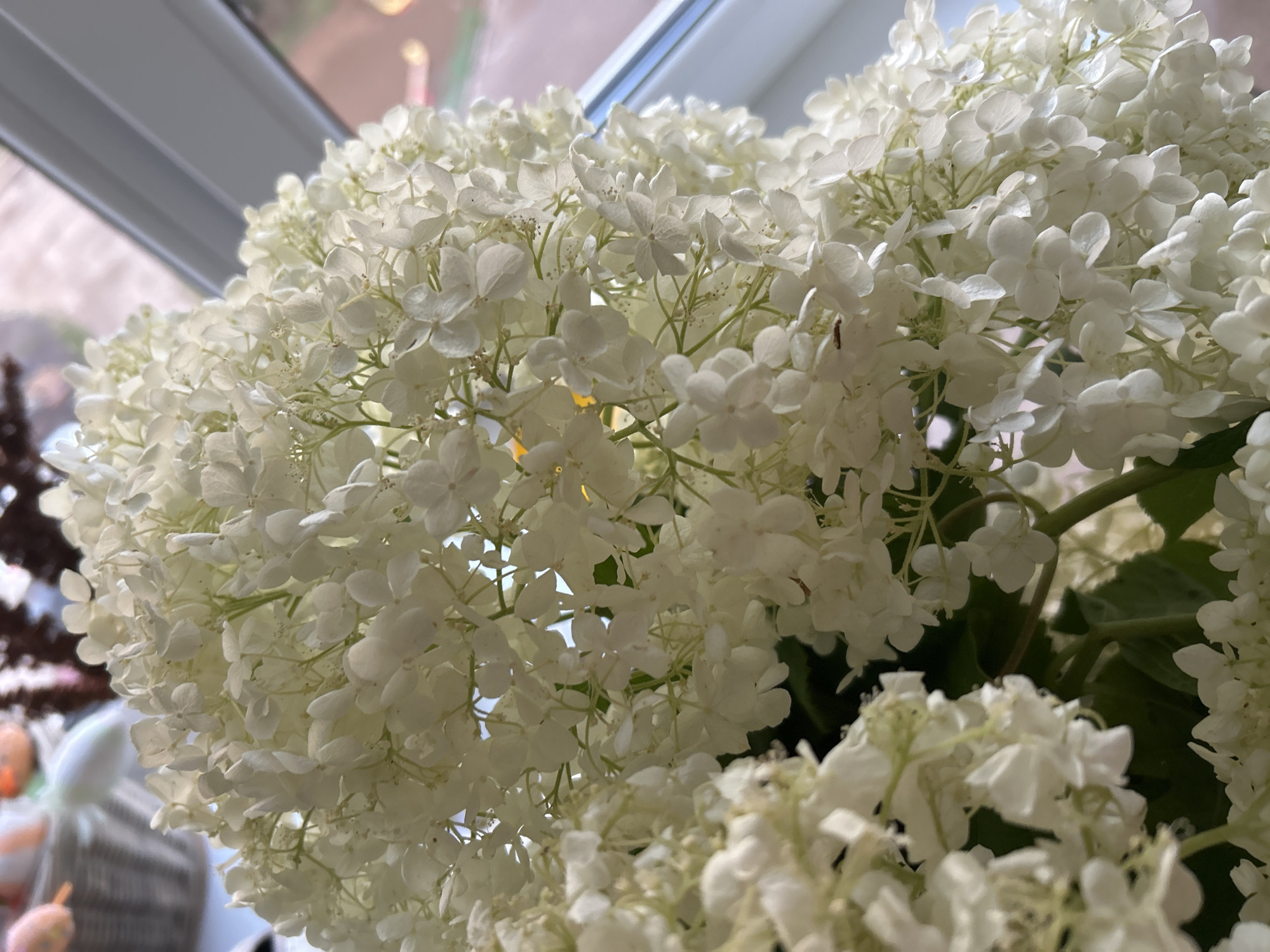 A close-up, vertical, indoor shot focuses on a large bouquet of white hydrangeas. The flowers are densely packed, with numerous small, delicate petals forming large, conical clusters. The lighting suggests natural light, possibly from a window, casting subtle shadows and highlighting the texture of the petals. Some leaves are visible among the flowers, appearing dark green. The background is softly blurred, showing hints of a window frame and what might be an out-of-focus interior setting. No people or specific landmarks of Chaikovsky, Russia are identifiable.