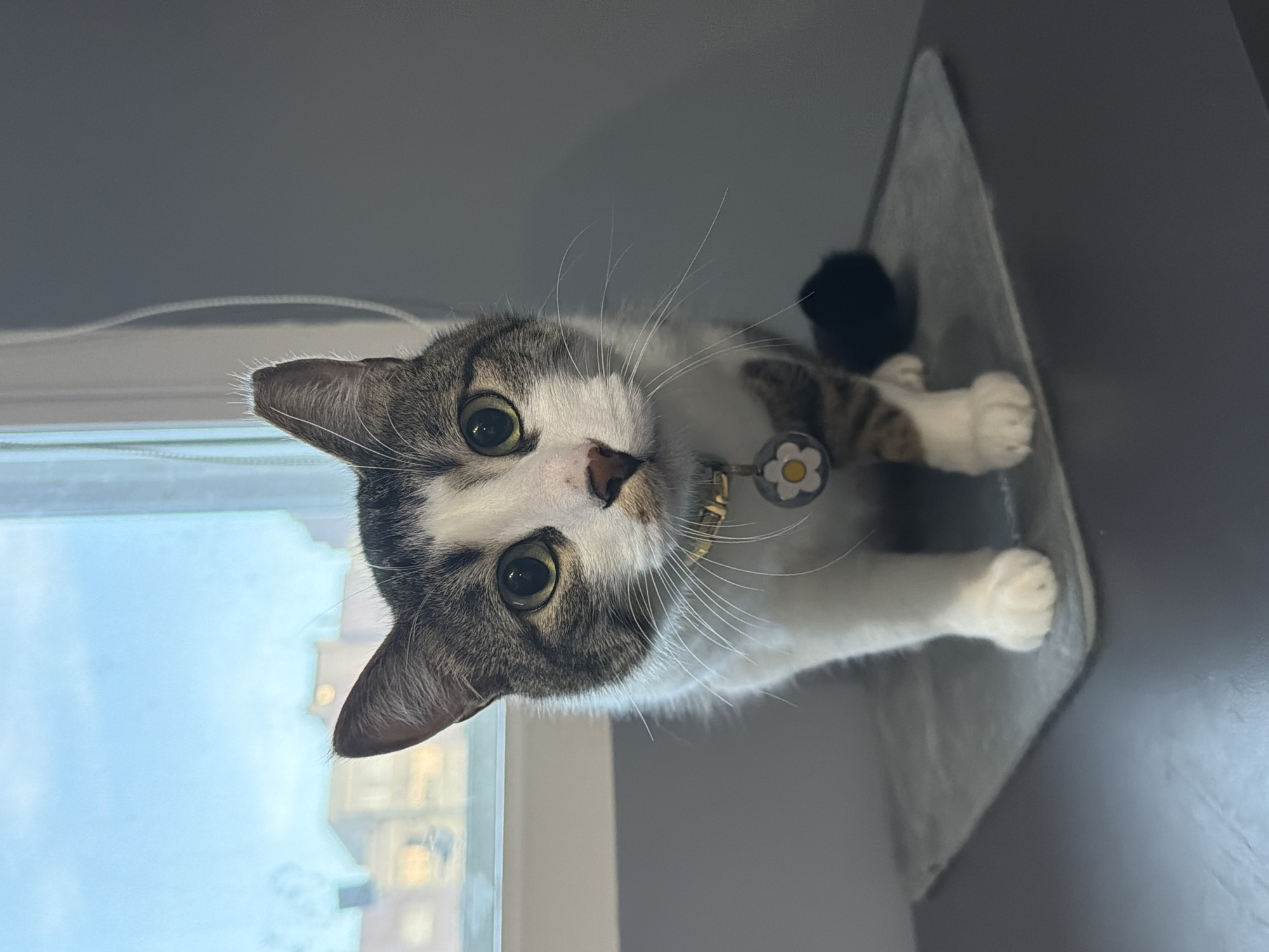 A tabby and white cat with green eyes and a flower-shaped charm on its collar is sitting on a gray mat in front of a window. The window shows a blurry view of buildings and a bright sky, suggesting an urban setting. The cat is looking directly at the camera. The background consists of a gray wall. The image does not contain any information that would allow for the determination of its location in Burgas, Bulgaria.