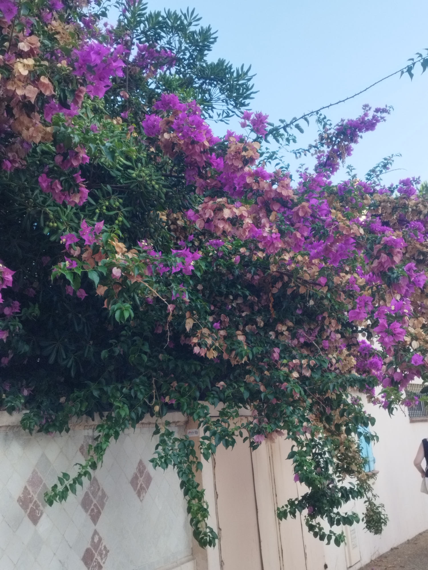 In Antibes, France, a bougainvillea shrub with vibrant purple and faded brown bracts drapes over a cream-colored wall patterned with diamond shapes. To the right of the wall is a cream-colored building with a closed window featuring a blue shutter. A person wearing a dark top and a light-colored bag is partially visible on the far right. The scene is set against a clear blue sky.