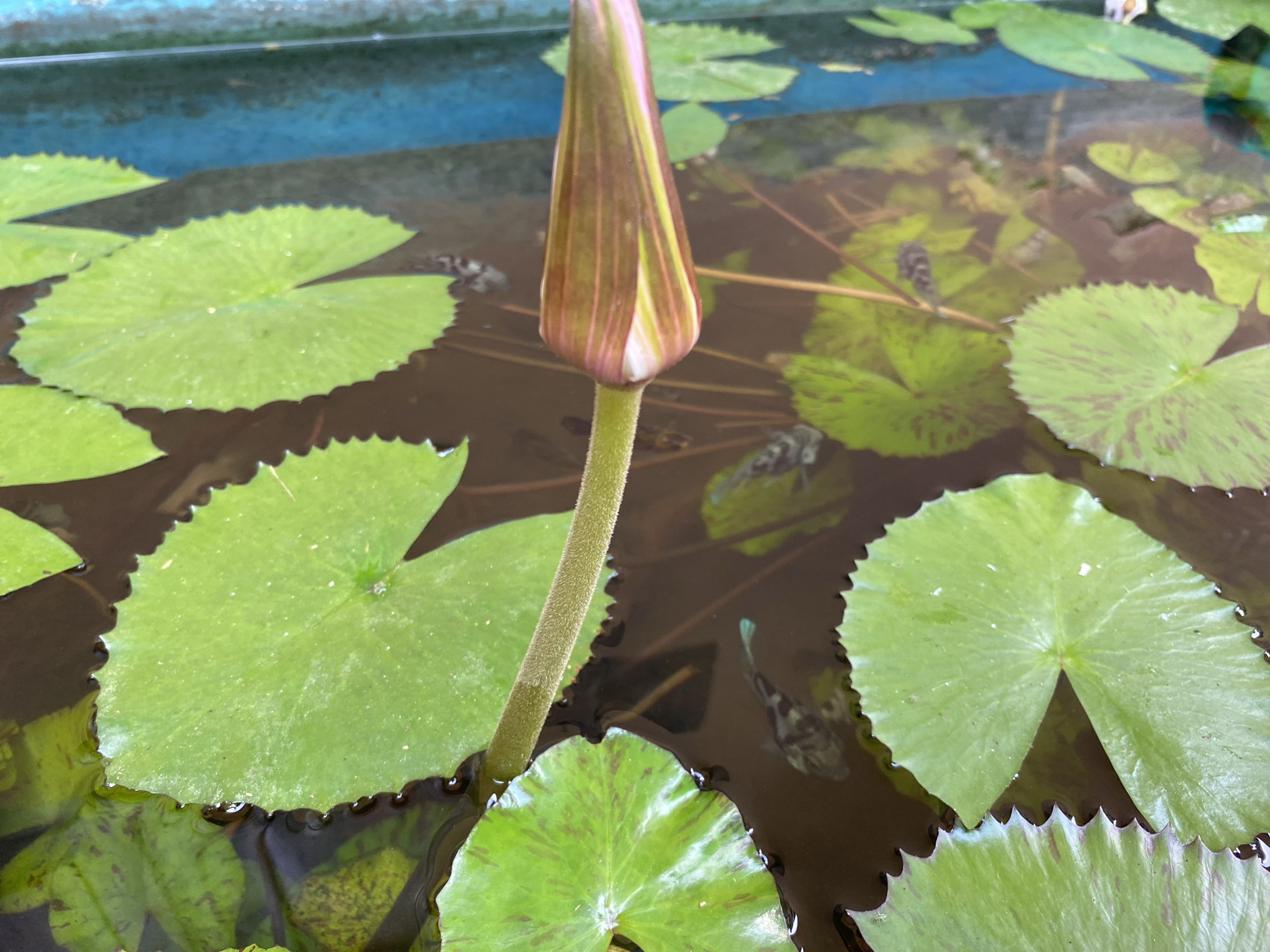 This is a close-up, high-angle, outdoor shot of a lotus bud and several lily pads floating in murky water. The lotus bud is in the center foreground, with its stem extending down. The bud is tapered and pointed, with shades of pink, red, and green. The lily pads are various shades of green and have a serrated edge. Some lily pads have reddish-brown markings. Small fish are visible swimming beneath the surface of the water, near the lily pads. The water is dark brown, and the edge of a blue container or pond is visible at the top of the frame. There are no people in the image. The scene is located in Lambaro Kueh, Indonesia.