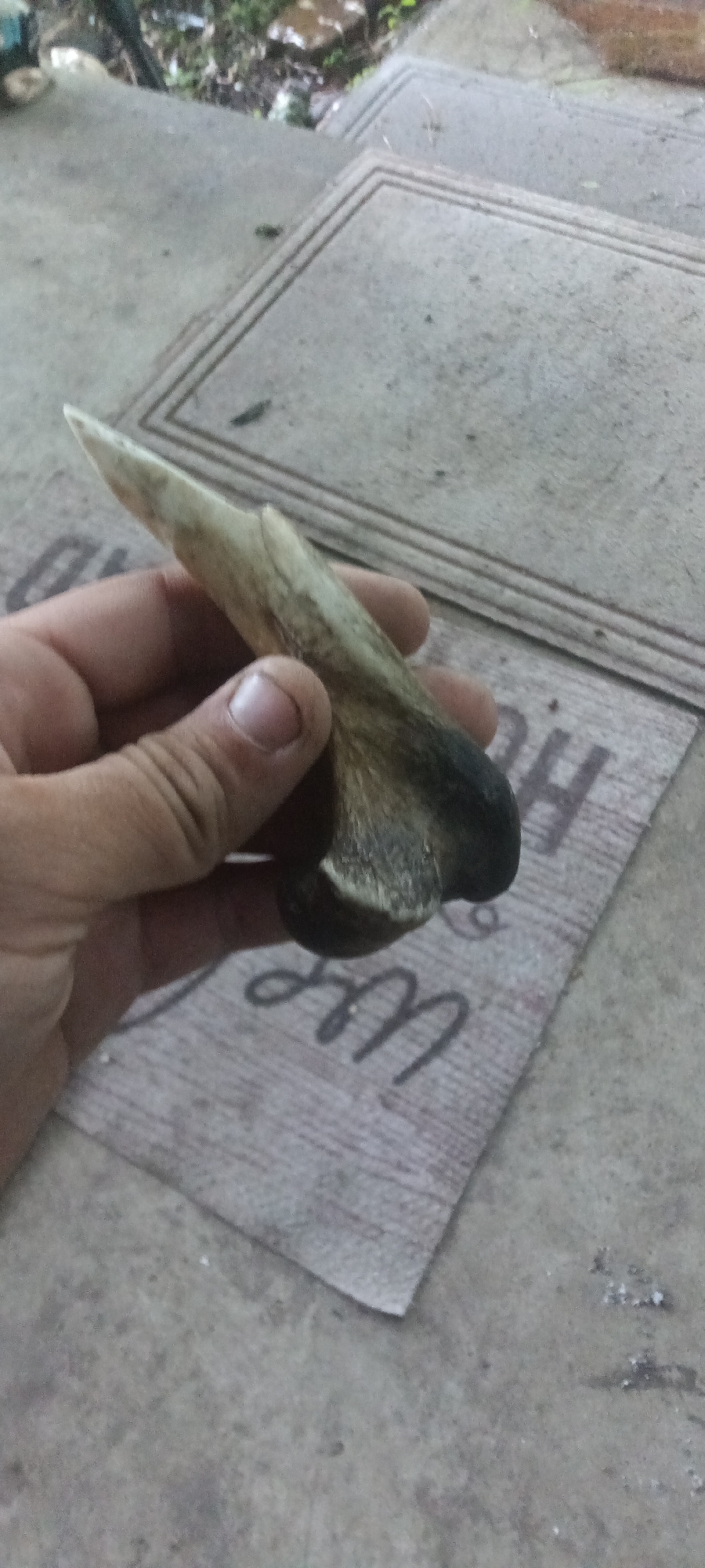 A human hand is holding what appears to be a bone or antler fragment with a pointed end. The fragment has a dark, rounded base and is lighter towards the tip. The background includes a patterned doormat, a concrete surface, and foliage in the distance. The location is likely in Coal Hill, United States of America, based on user request. There are no other people, subjects, objects, actions, or interactions discernible. The environment is an outdoor setting.