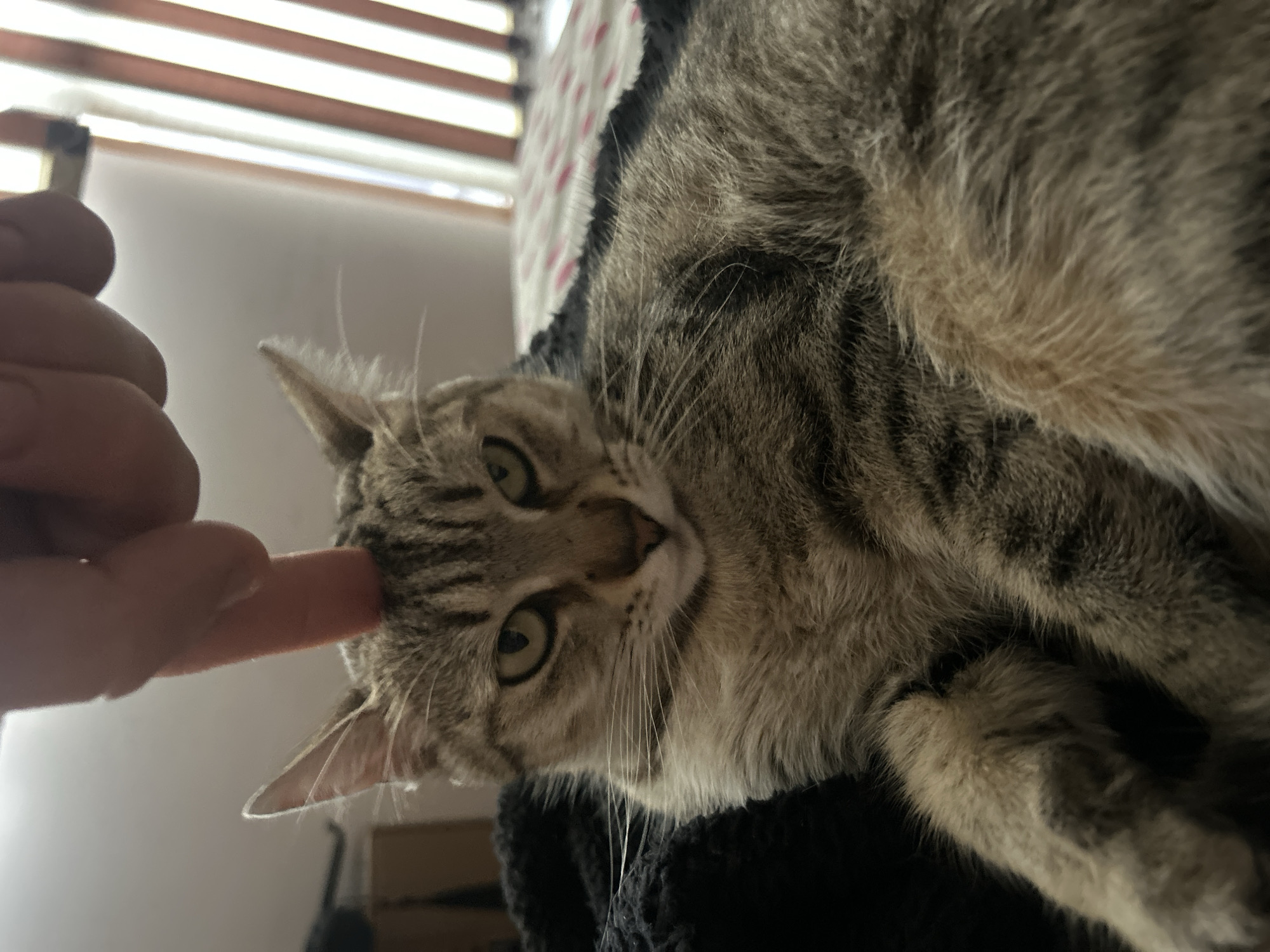 A close-up, canted shot depicts a tabby cat lying on what appears to be a black, textured surface. A human finger gently touches the cat's forehead. The cat has wide, slightly dilated pupils and appears relaxed. The background includes a window with horizontal blinds and what looks like patterned bedding. The location, Burgas, Bulgaria, cannot be confirmed from the visual information provided.