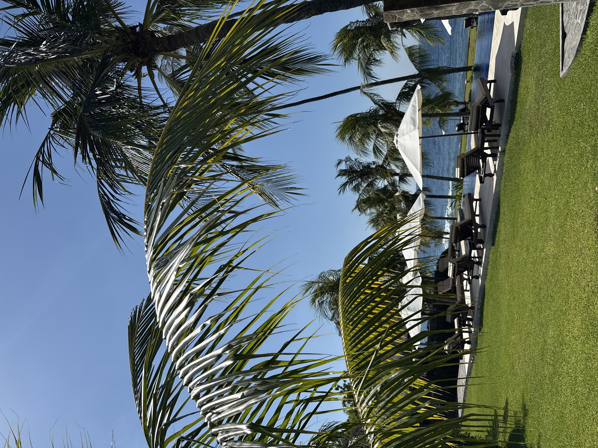 This image depicts a serene tropical resort setting. In the foreground, a lush green lawn is visible, with palm fronds casting shadows. Beyond the lawn, a paved walkway runs parallel to a swimming pool. Several lounge chairs with white umbrellas are positioned along the walkway, facing the pool and the ocean in the distance. Numerous palm trees are scattered throughout the scene, their fronds swaying gently under a clear blue sky. The ocean is a deep blue, with gentle waves lapping at the shore. The overall impression is one of a tranquil and inviting vacation destination. Based on the imagery, this scene is likely located in the city of Kubu, Indonesia, a region known for its beautiful beaches and luxurious resorts.