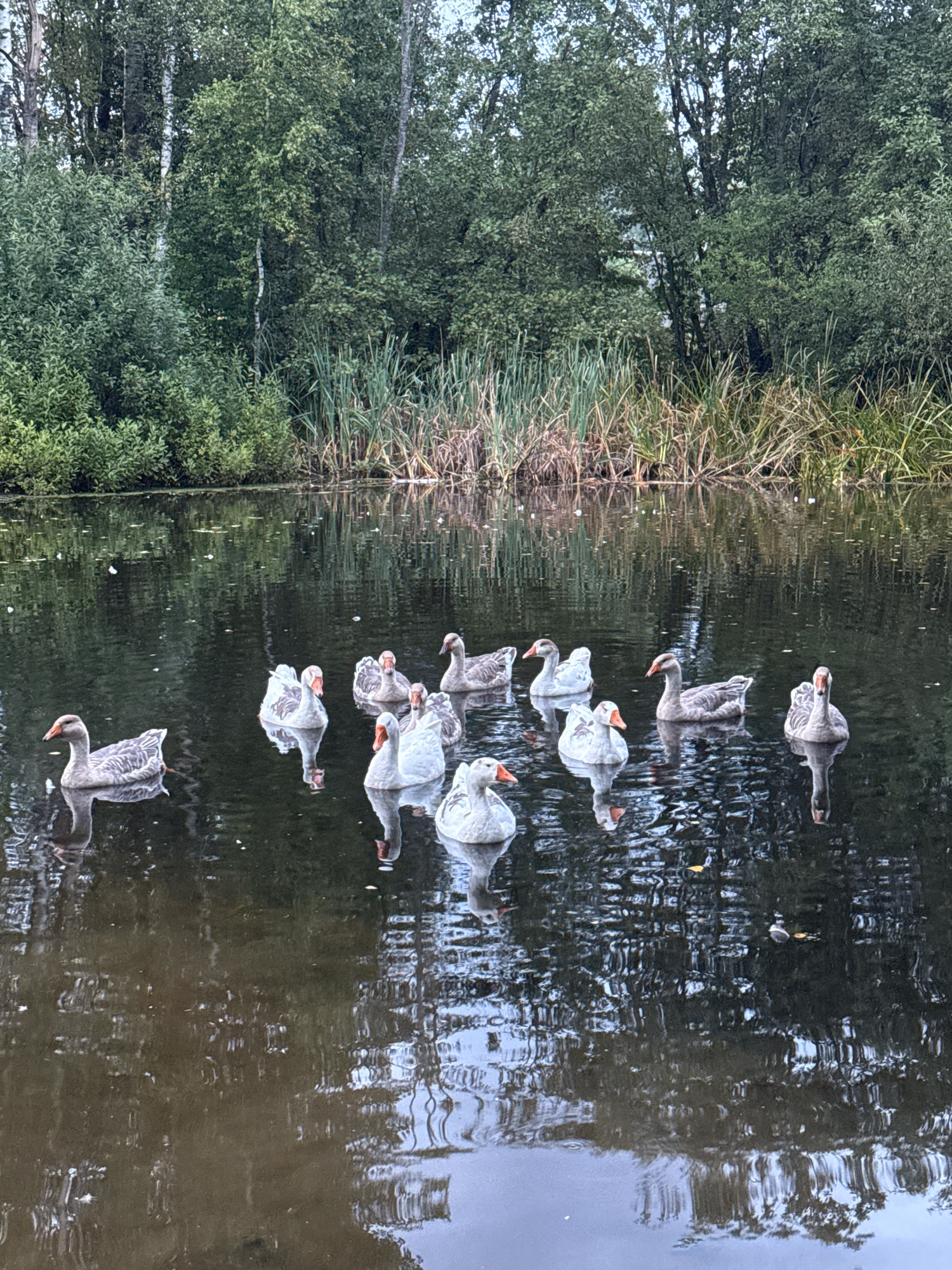 A flock of geese swims in a dark, reflective body of water. The geese are mostly gray and white with orange beaks. The water is surrounded by lush green trees and reeds. The sky above is overcast. The image appears to have been taken from a slightly elevated perspective. The scene is a natural outdoor environment, likely a pond or lake within a wooded area.
